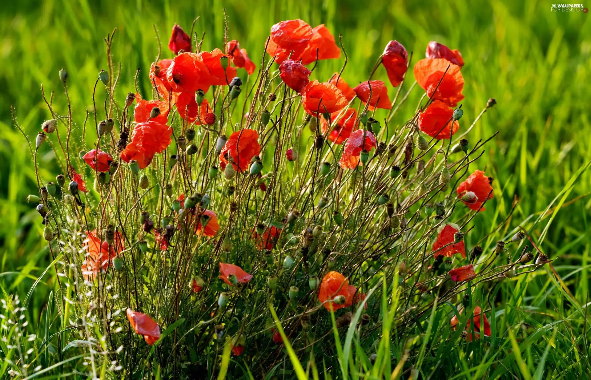 Red, papavers