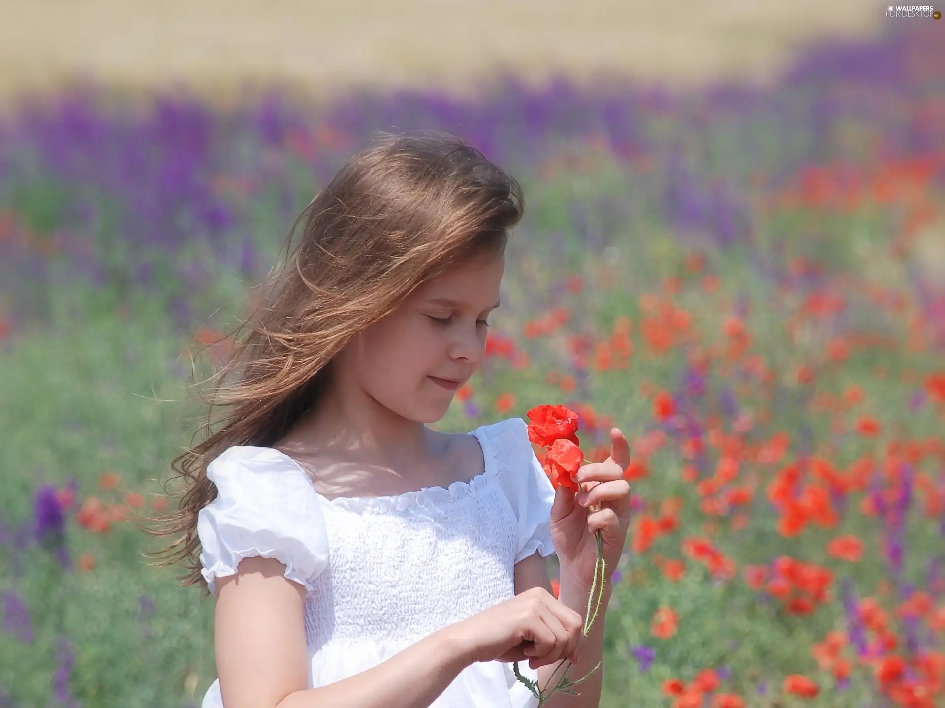 papavers, girl, Smile