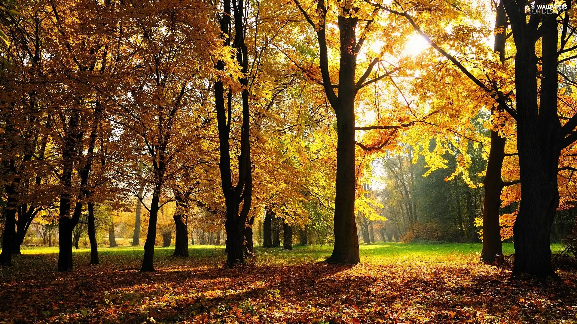 autumn, Park