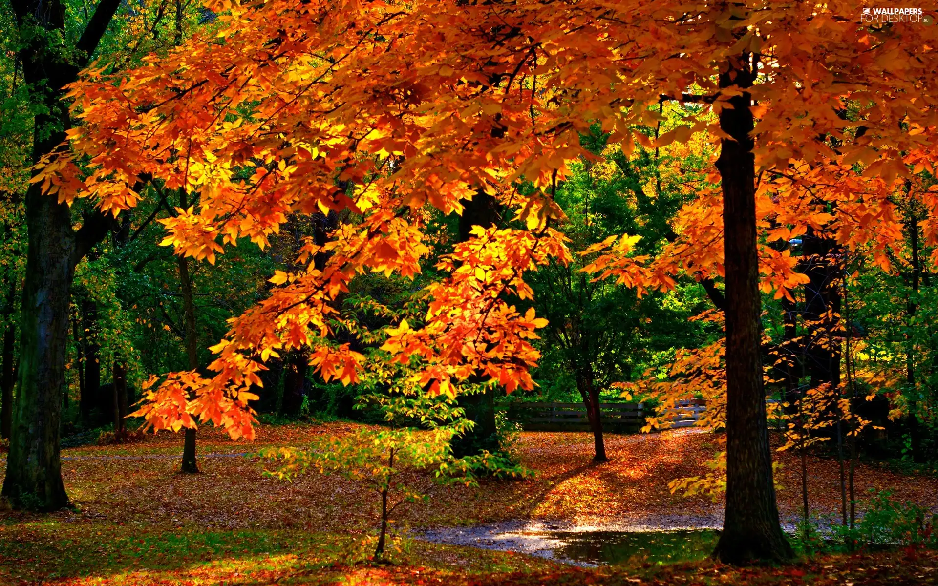 Park, trees, autumn