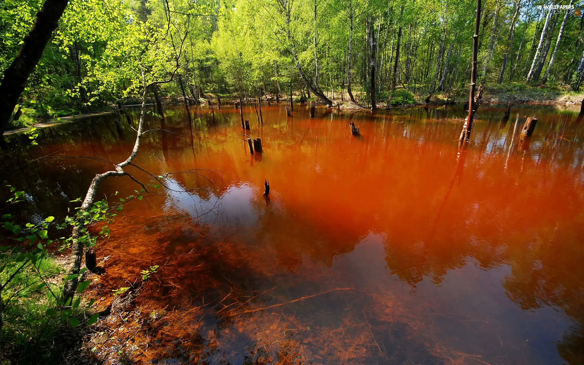 lake, Arch Muzakowa, Park, anthropogenic