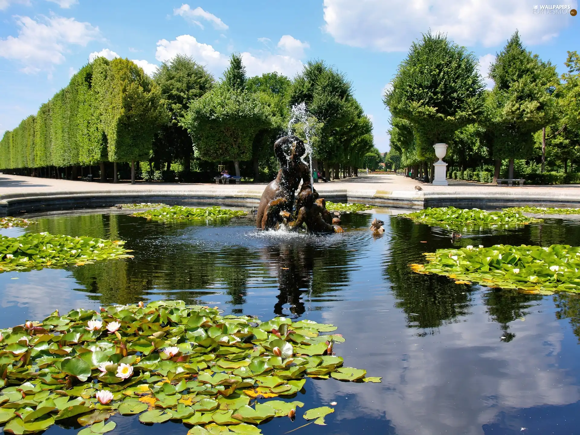 Park, fountain, Nenufary