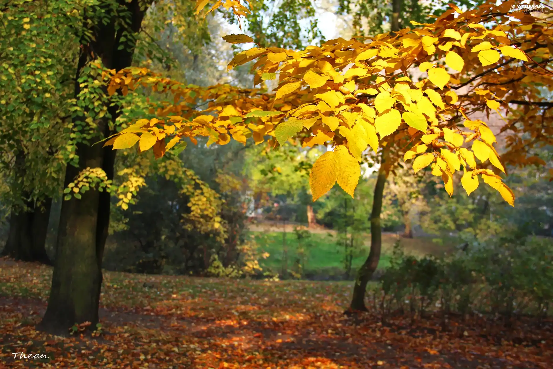 Yellow, Leaf, Park, Autumn