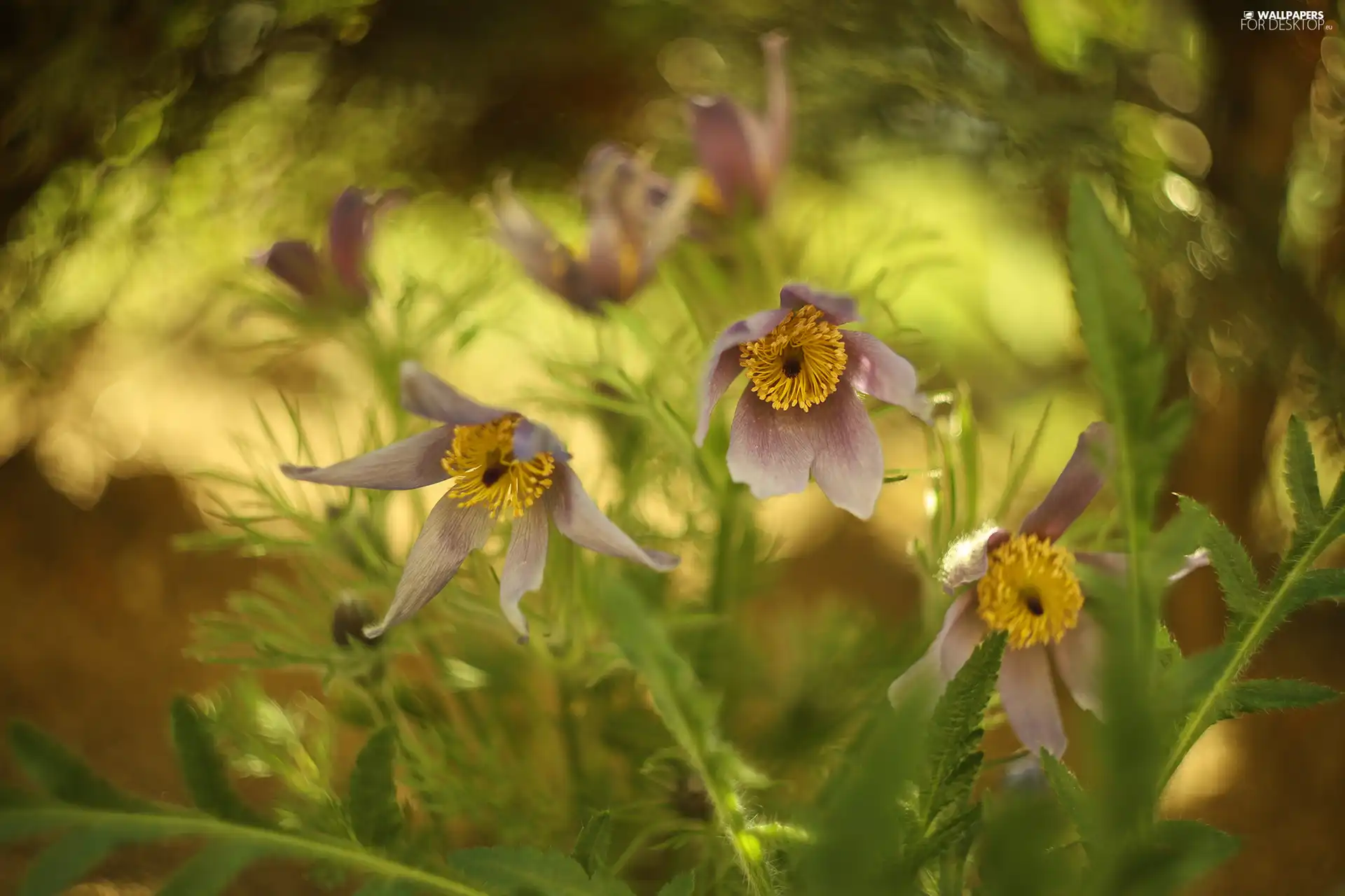 blooming, purple, Flowers, pasque