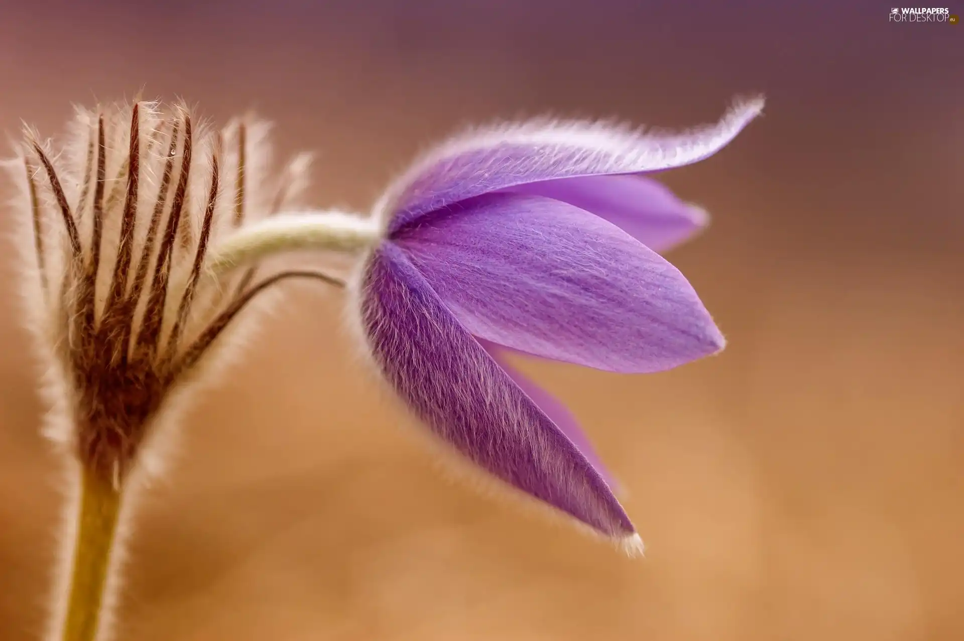 Violet, pasque
