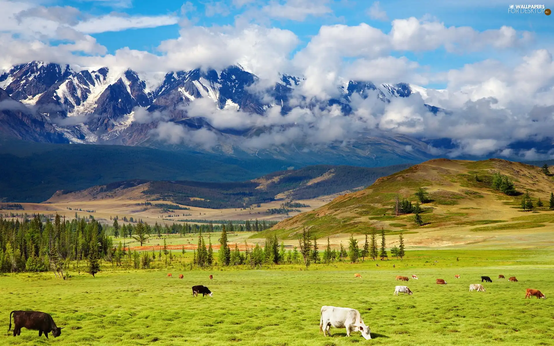 viewes, Mountains, pasture, clouds, Cows, trees