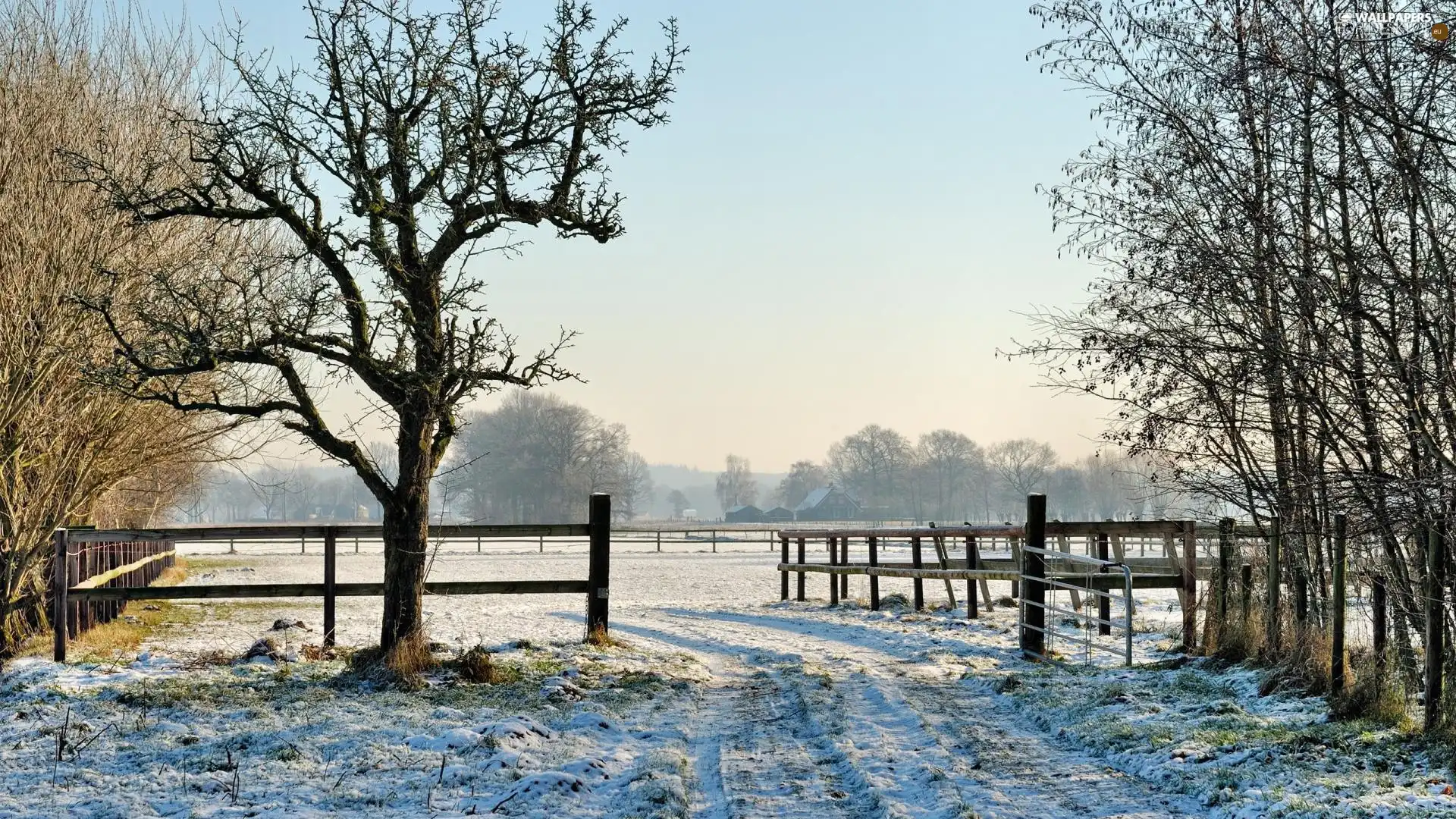 pasture, winter, Meadow