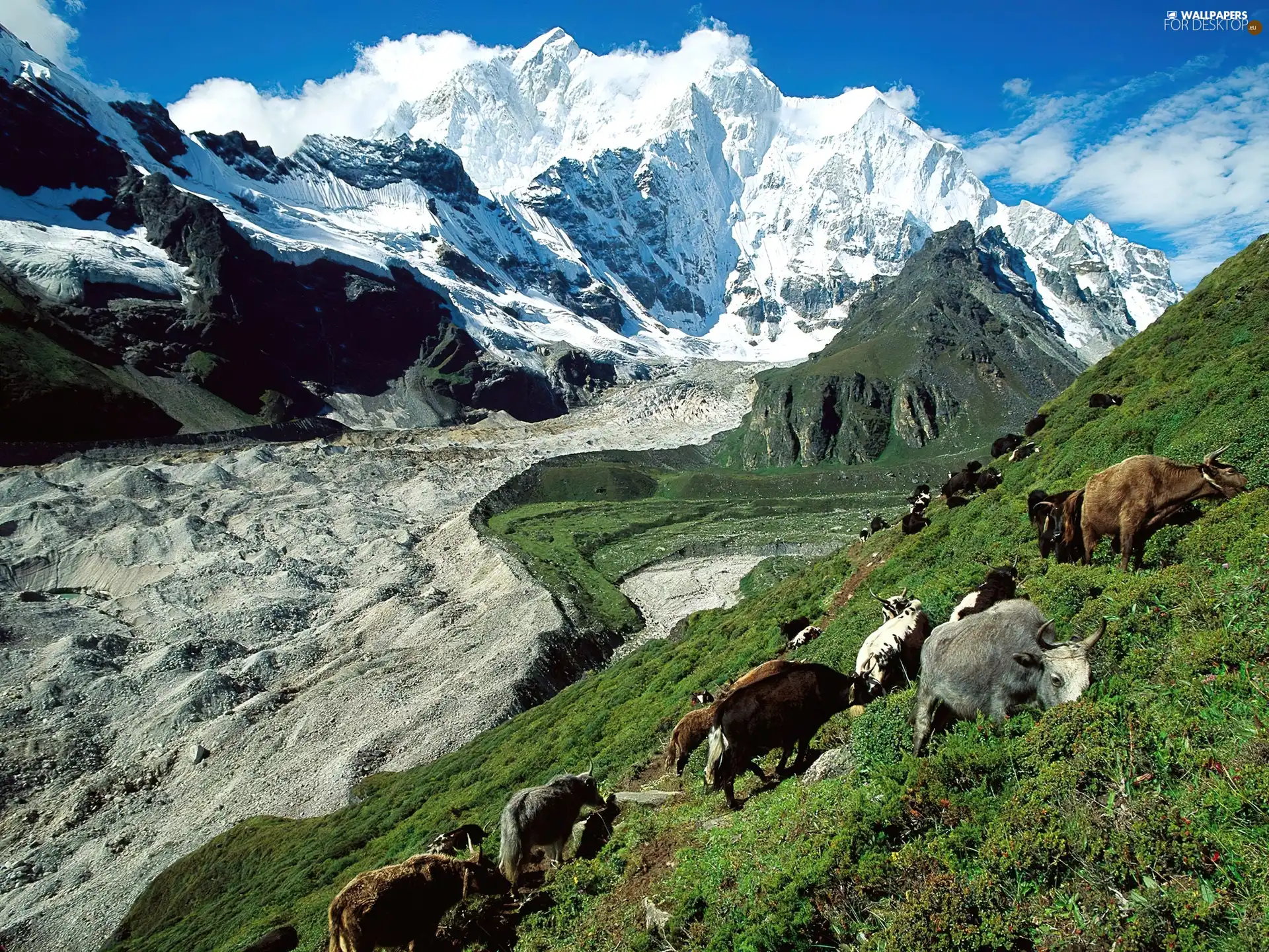 pasture, Tibet, Mountains