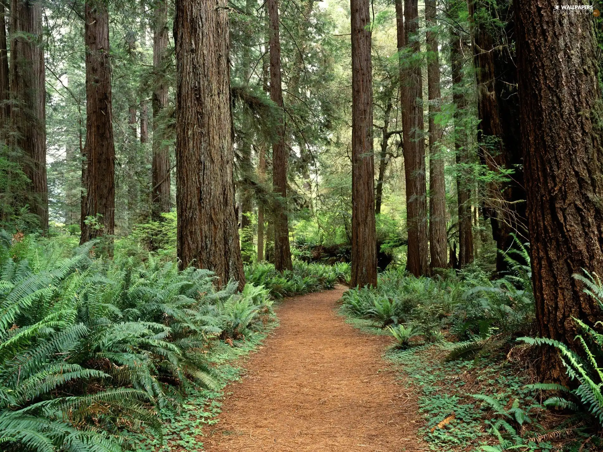 Path, forest, Brown