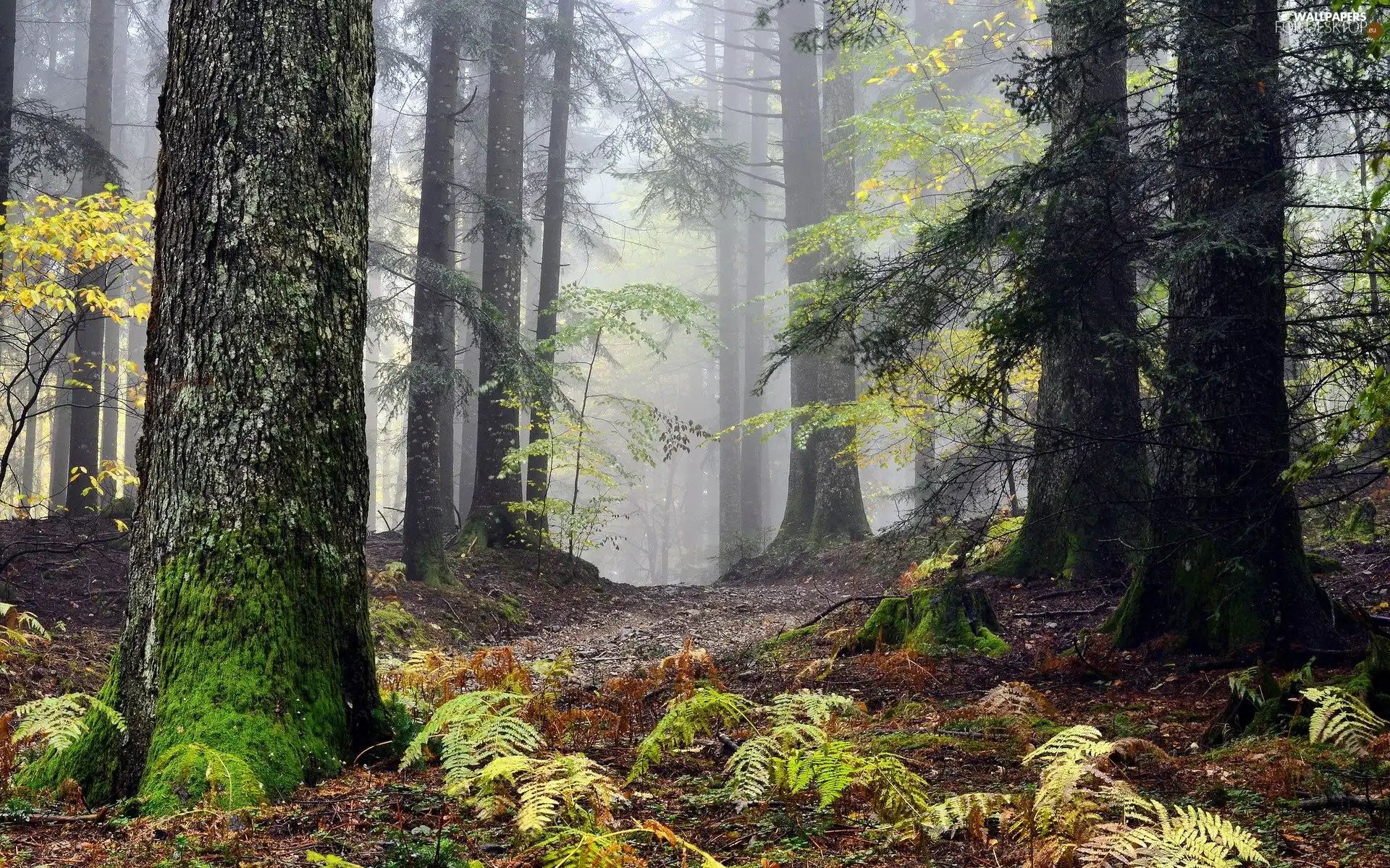 Old car, Fog, Path, forest