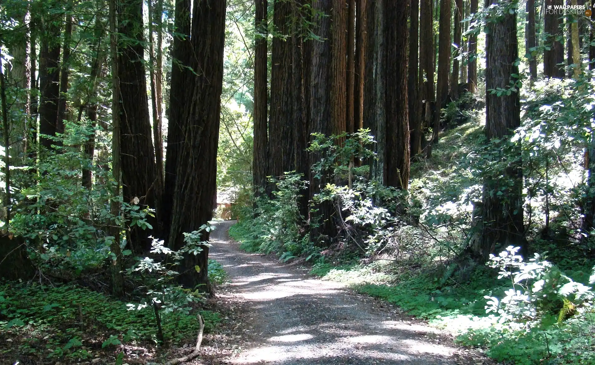 forest, Path