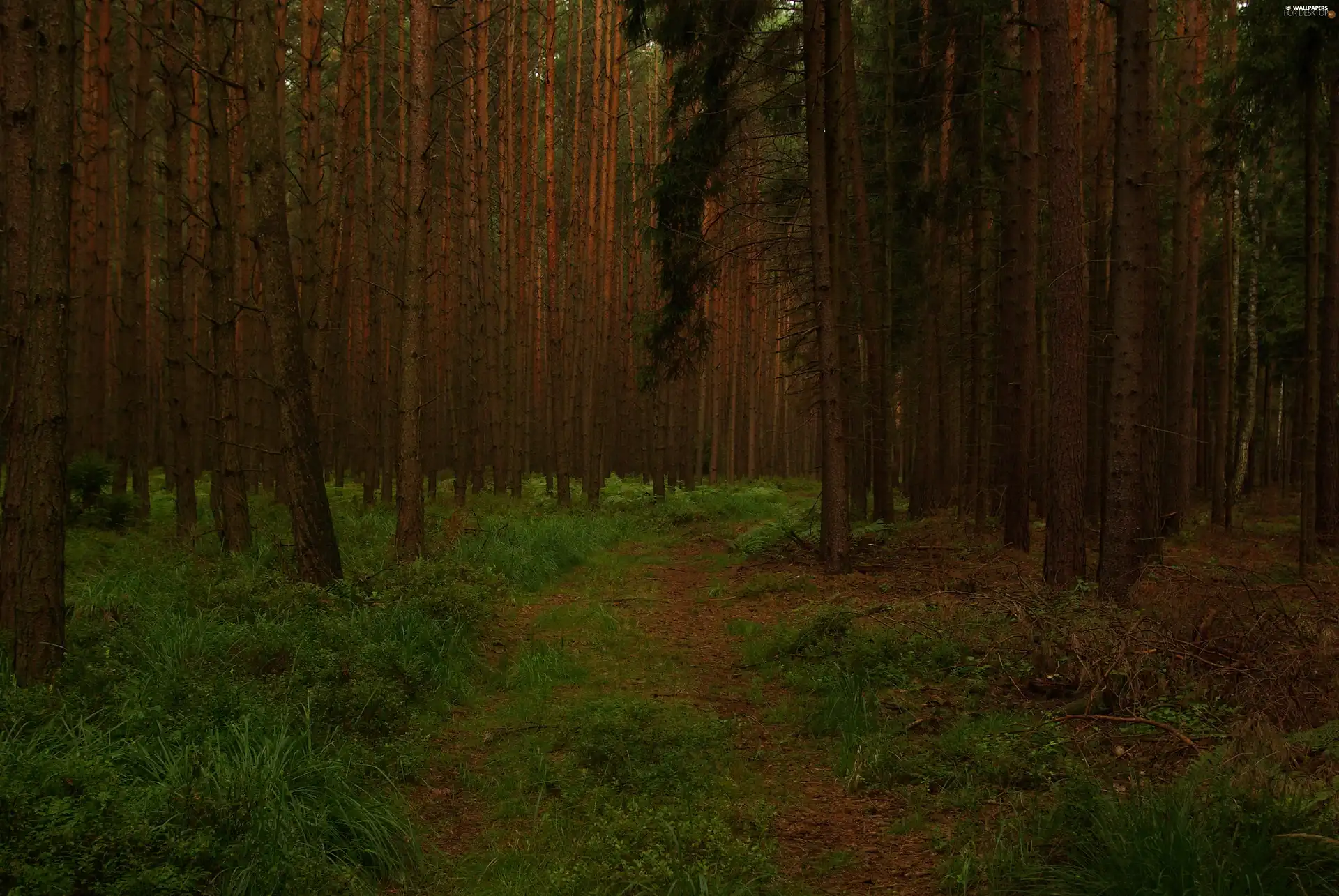 forest, Path