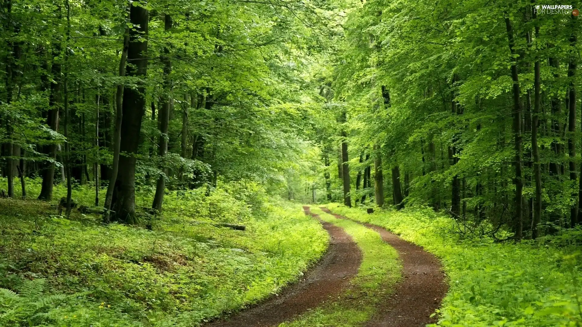 forest, Path