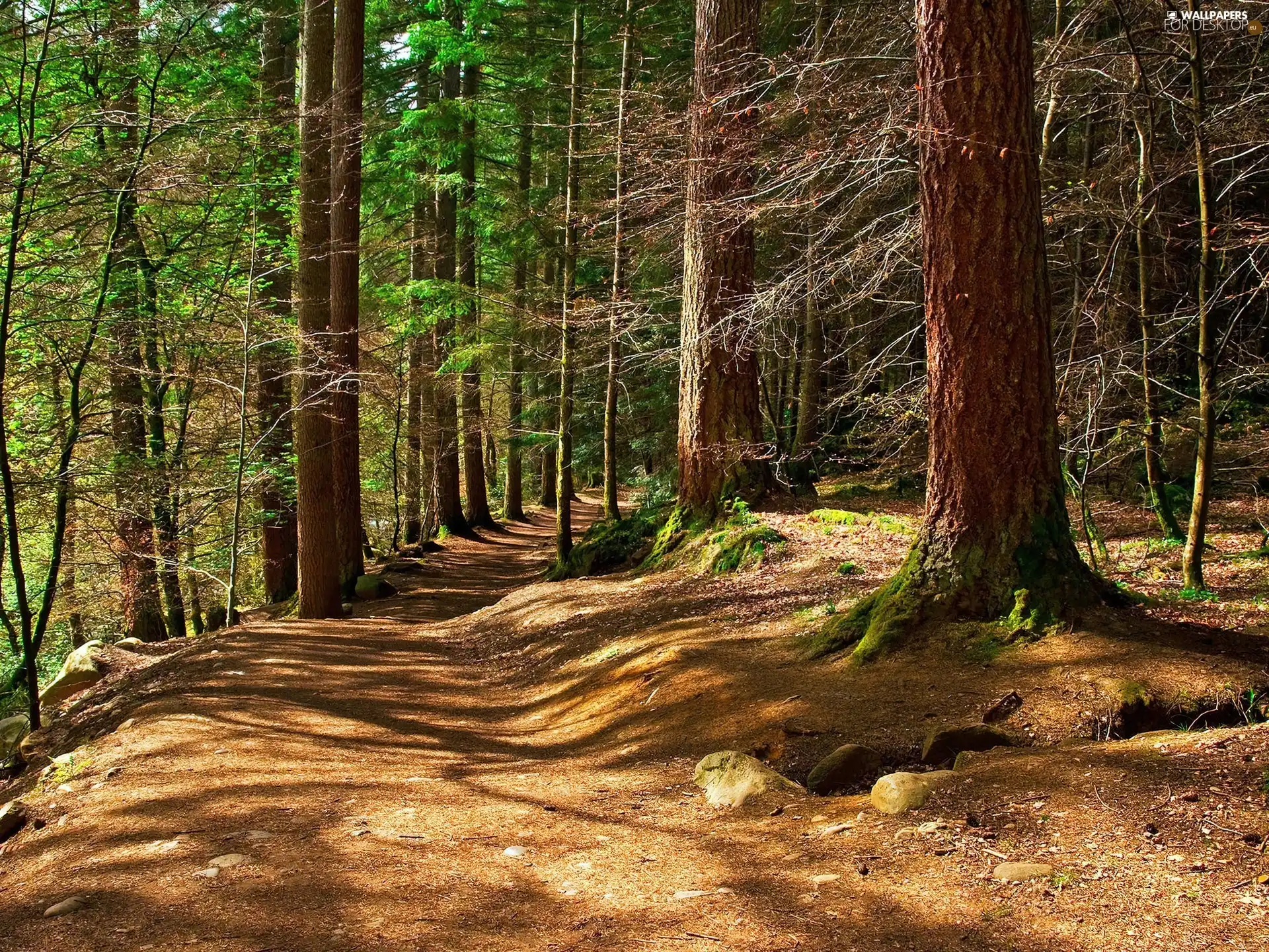 forest, Path