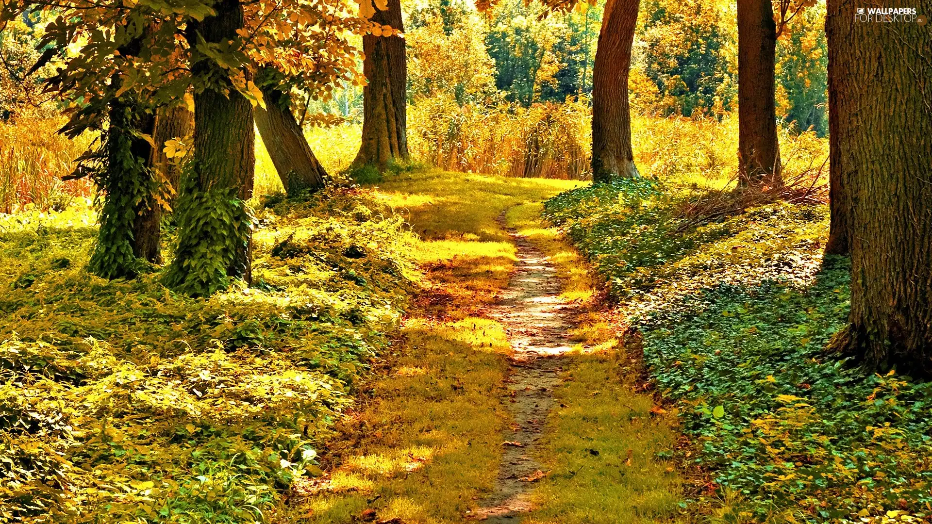 Path, autumn, forest