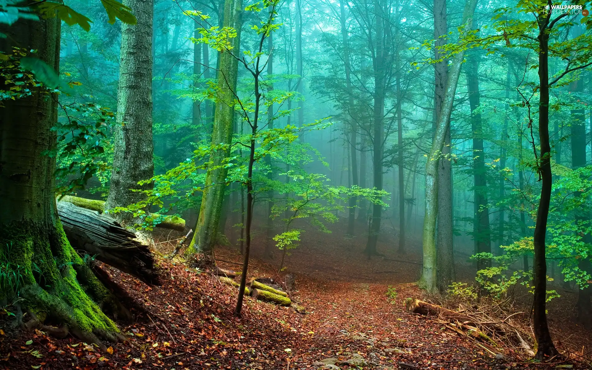 forest, viewes, Path, trees