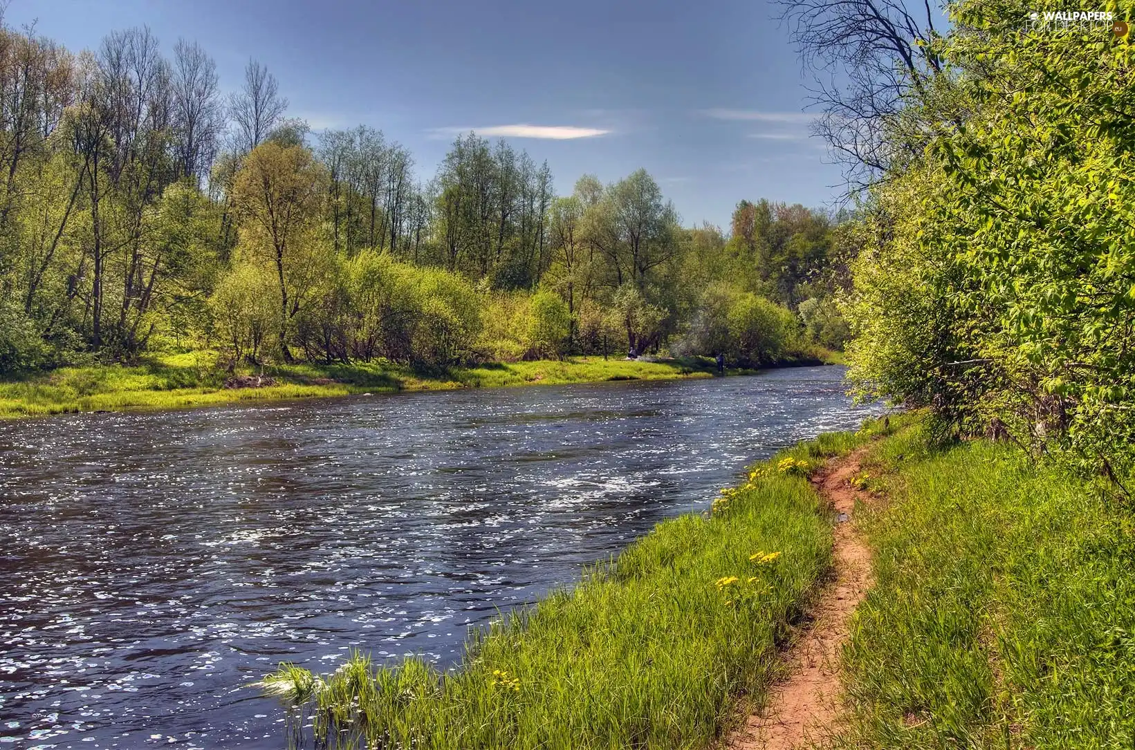 Path, forest, River