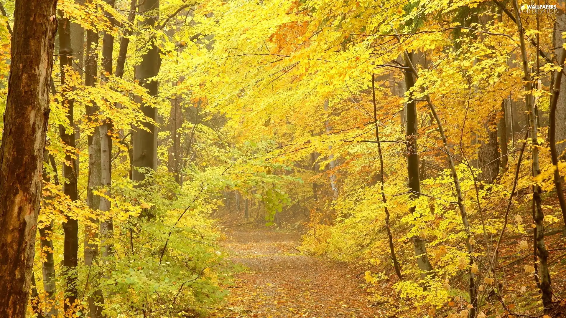 trees, autumn, Path, viewes