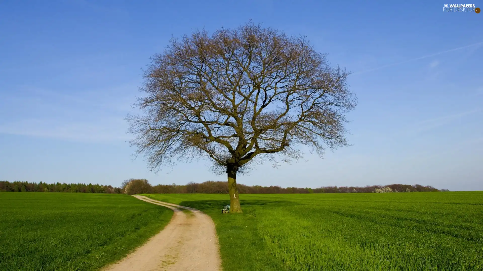 Path, trees, Green, grass, Meadow