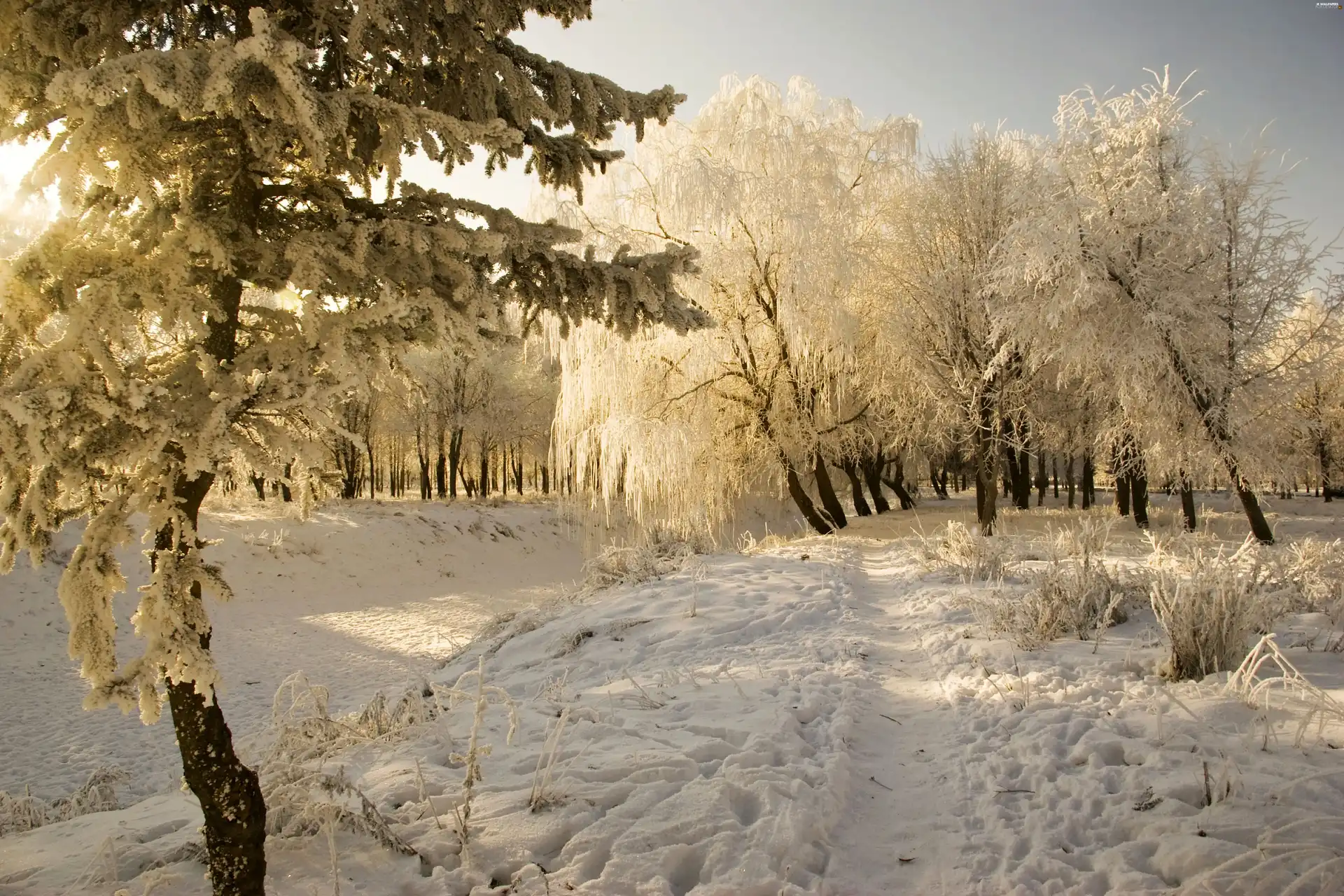 Path, winter, viewes, snow, trees