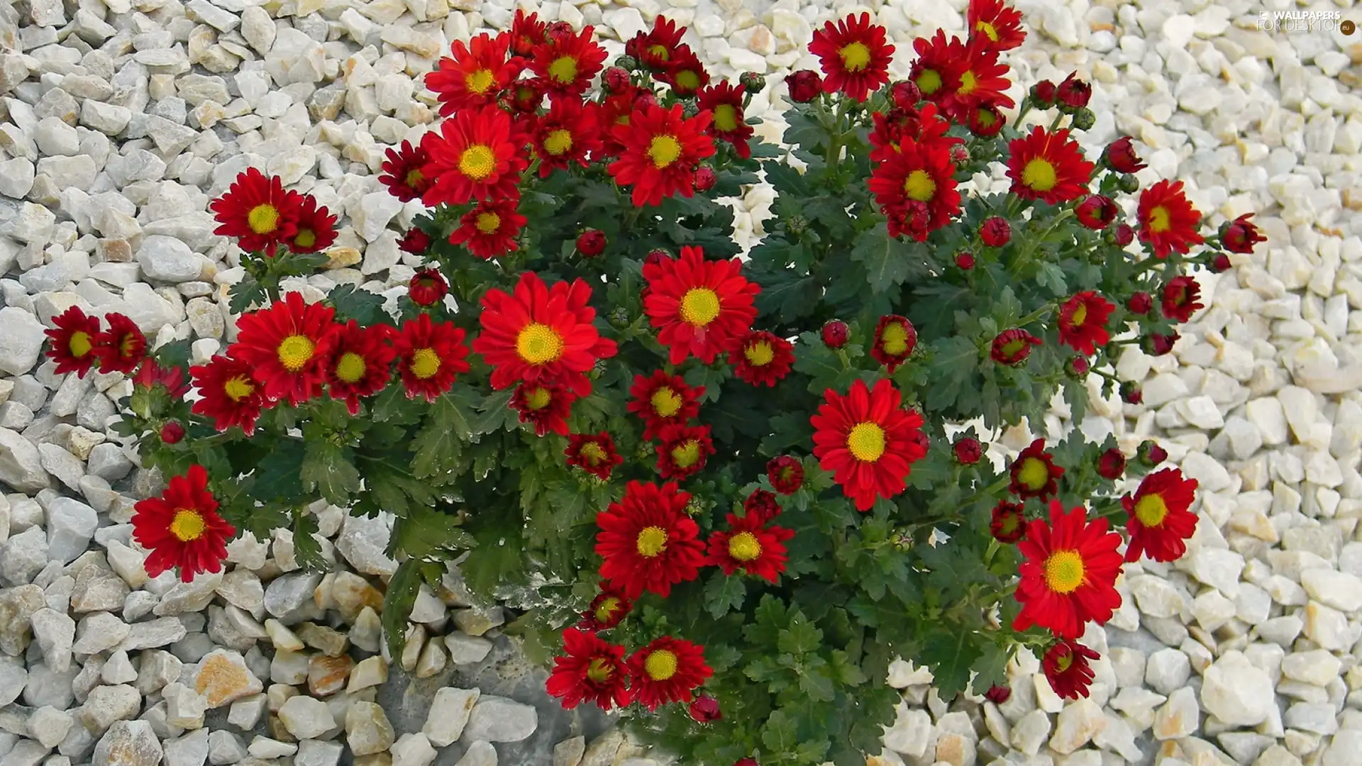 Flowers, Chrysanthemums, Pebble, Red