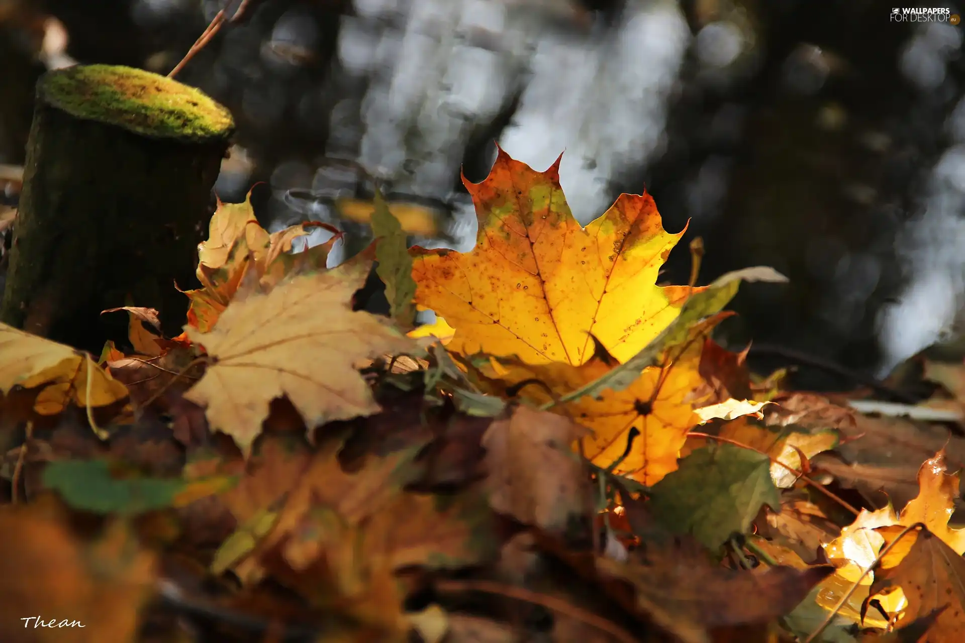 Autumn, wooden, peg, Leaf