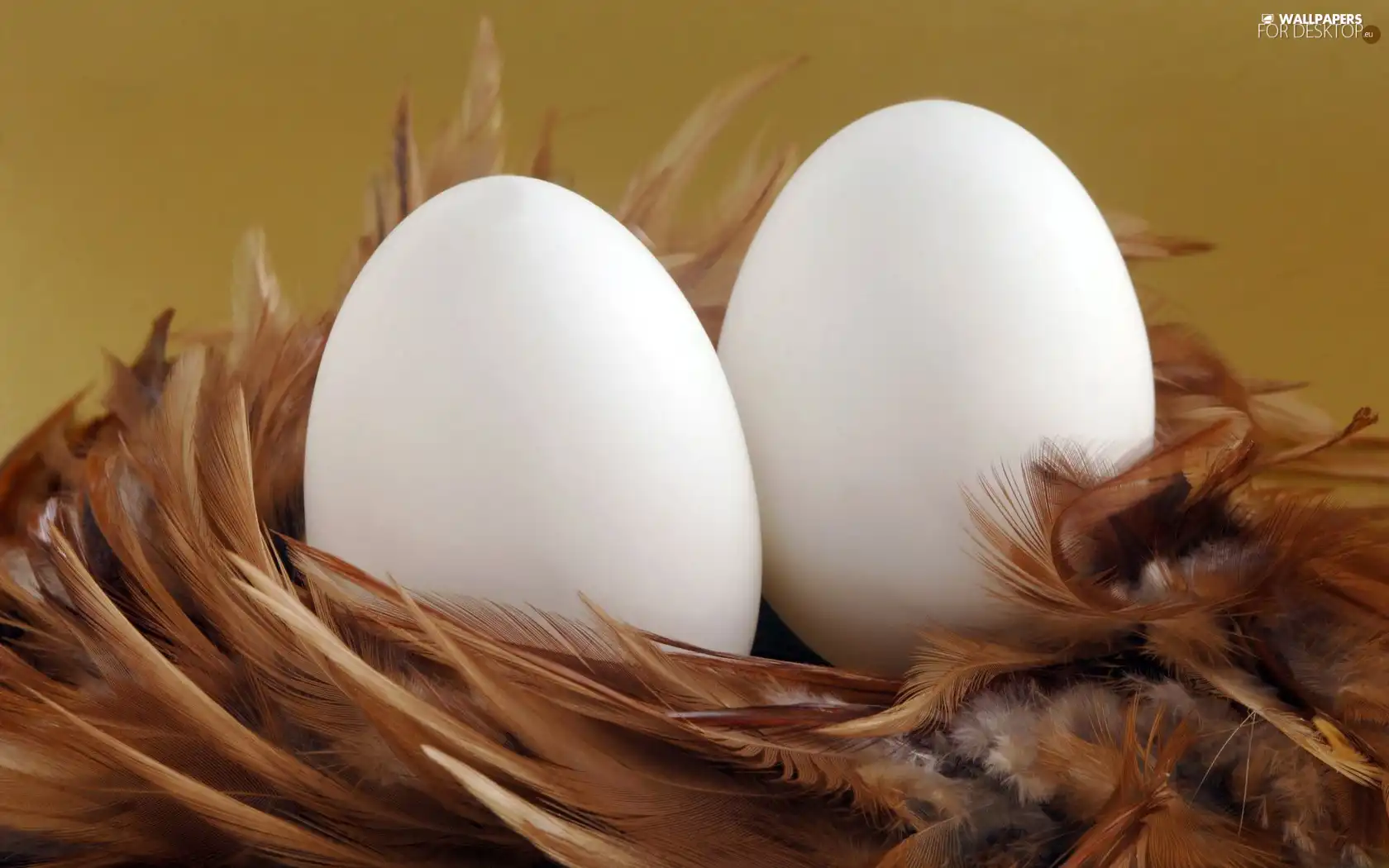 eggs, pen