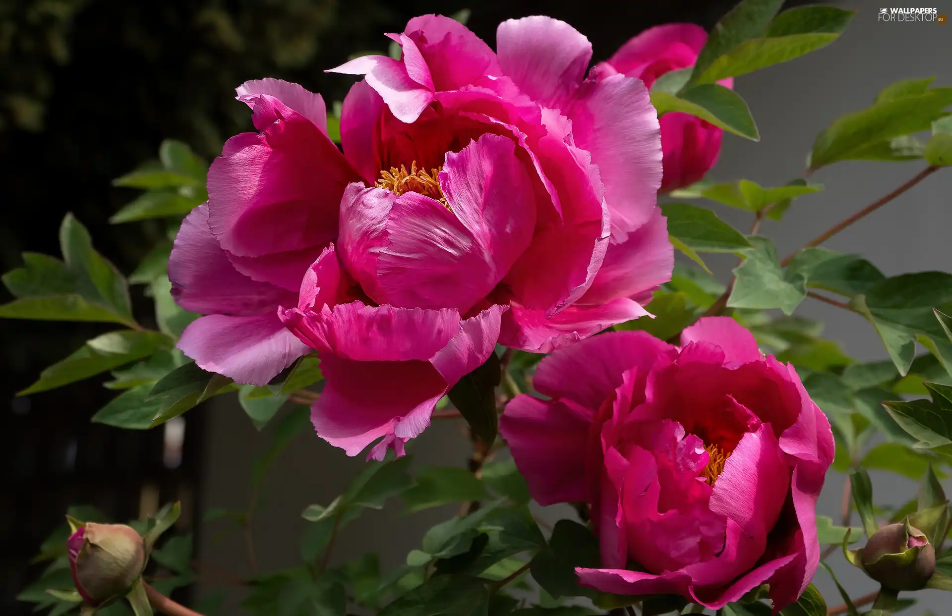 Peonies, Flowers, bloom