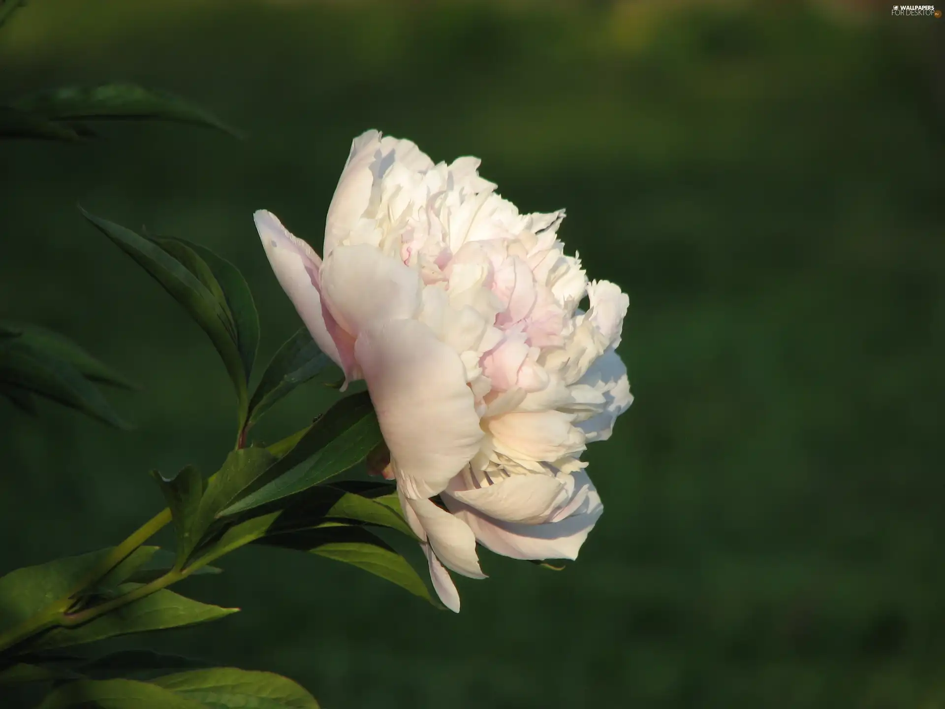 peony