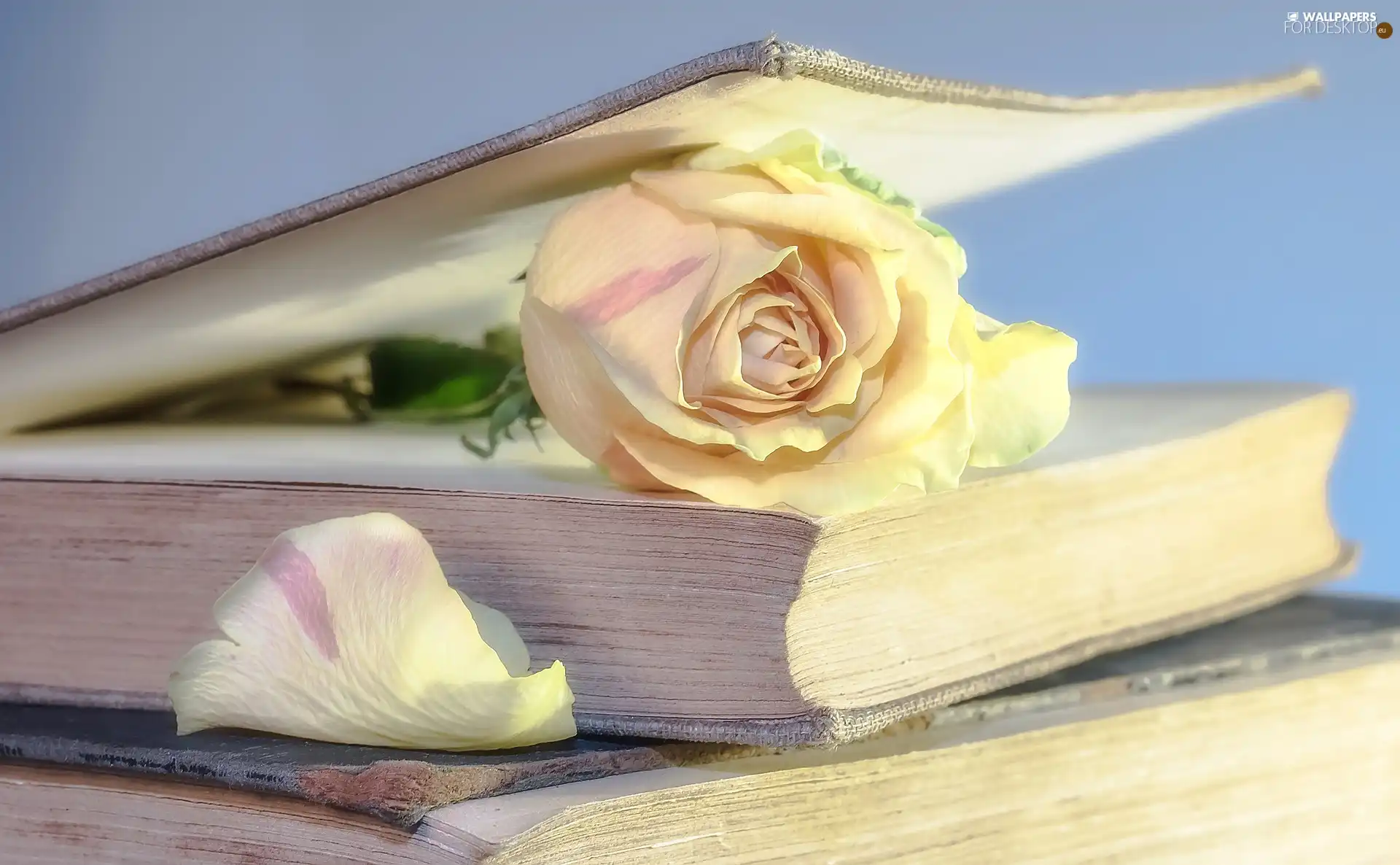 Books, rose, petal, Colourfull Flowers