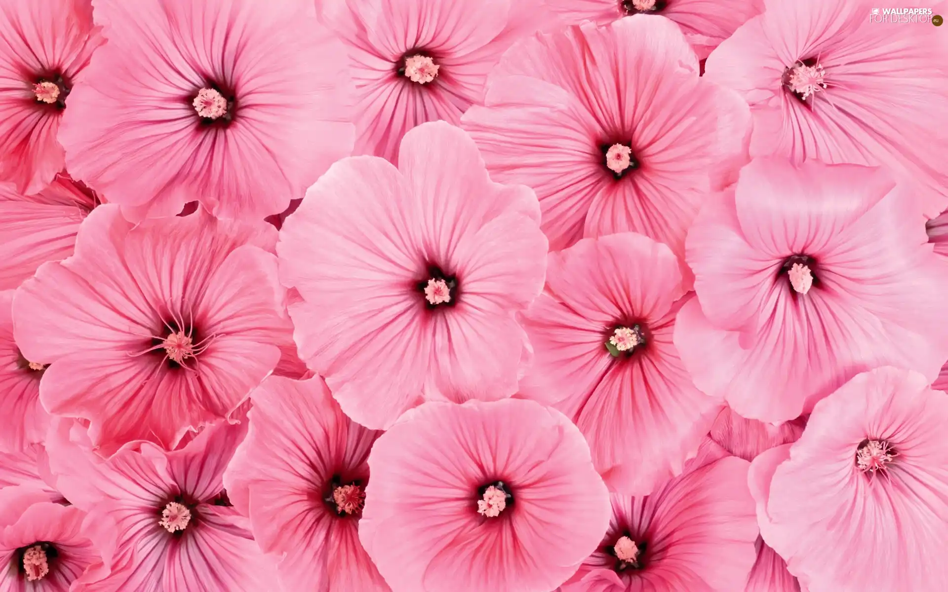 Flowers, Lavatera