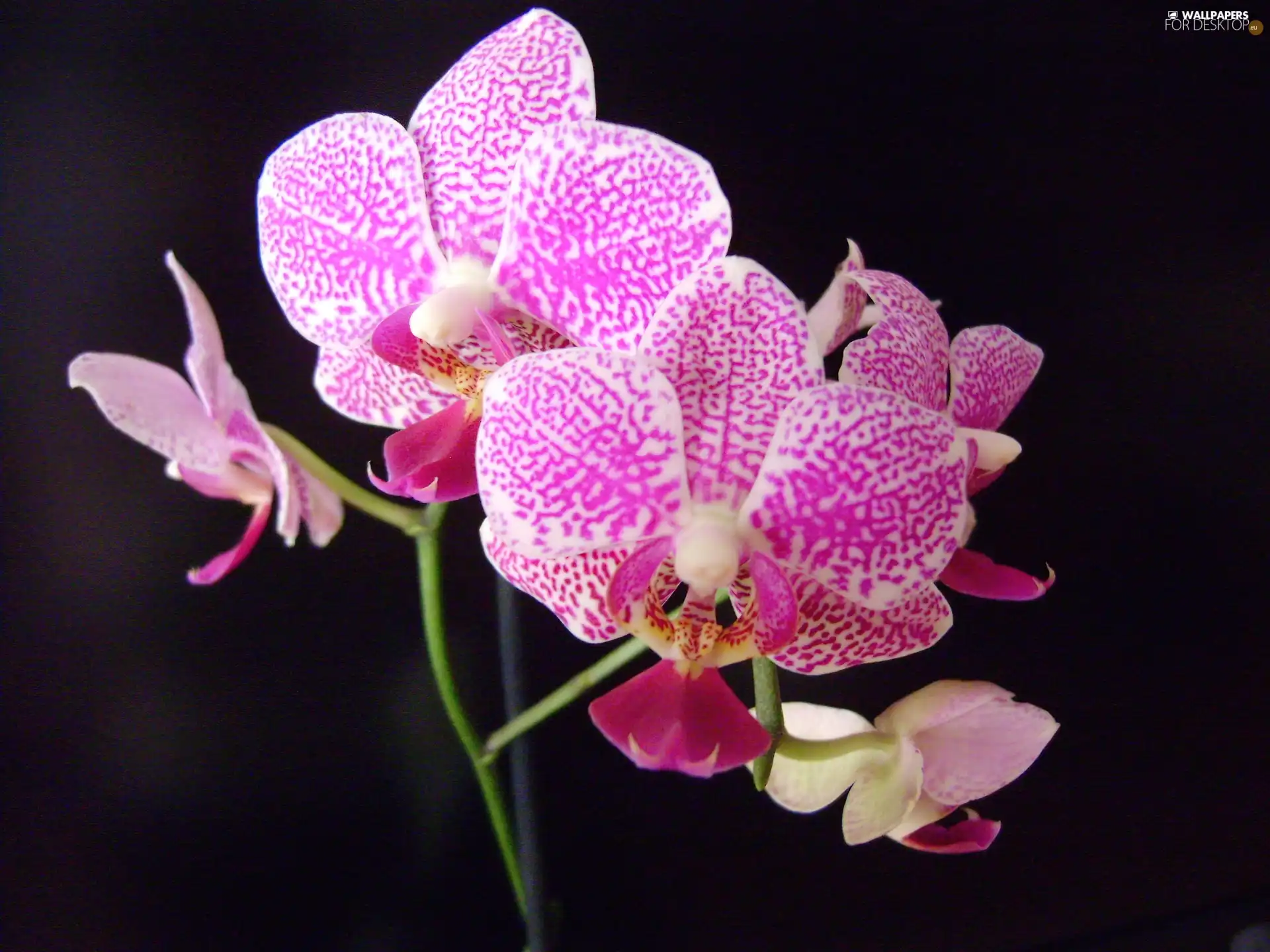 Pink, orchid