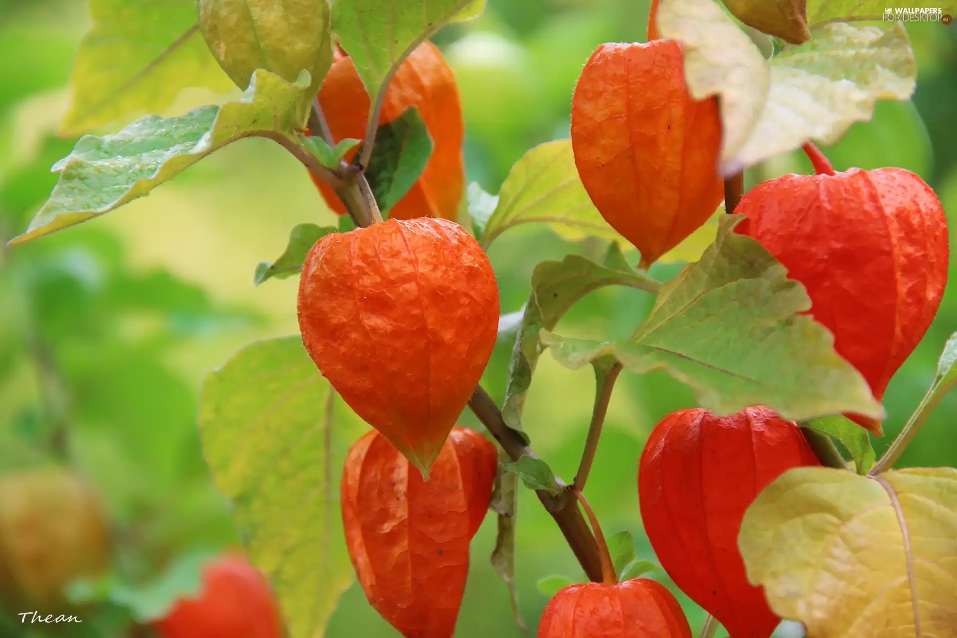 physalis bloated