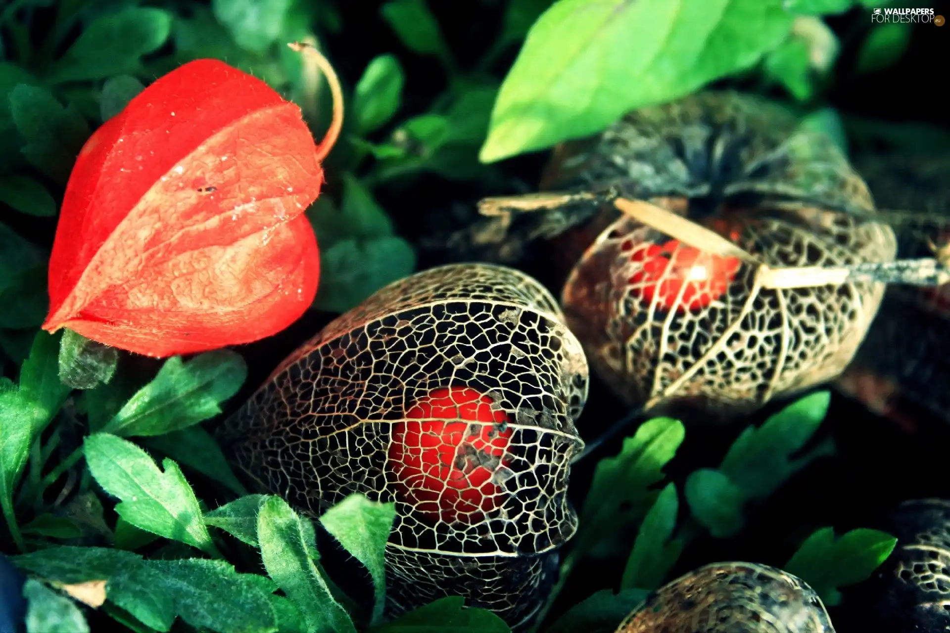 Colourfull Flowers, physalis bloated