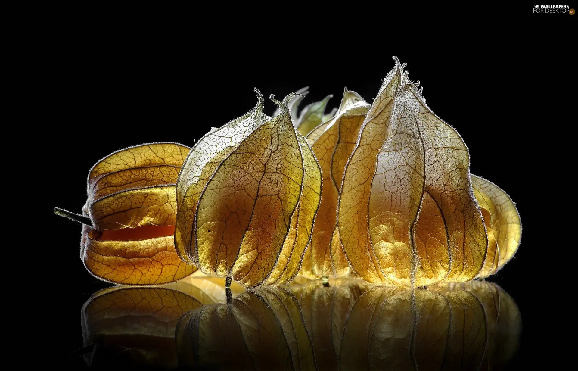 physalis