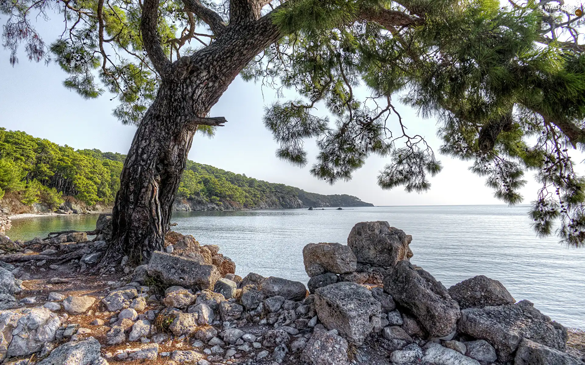 trees, Coast, branch pics, sea, viewes, Stones