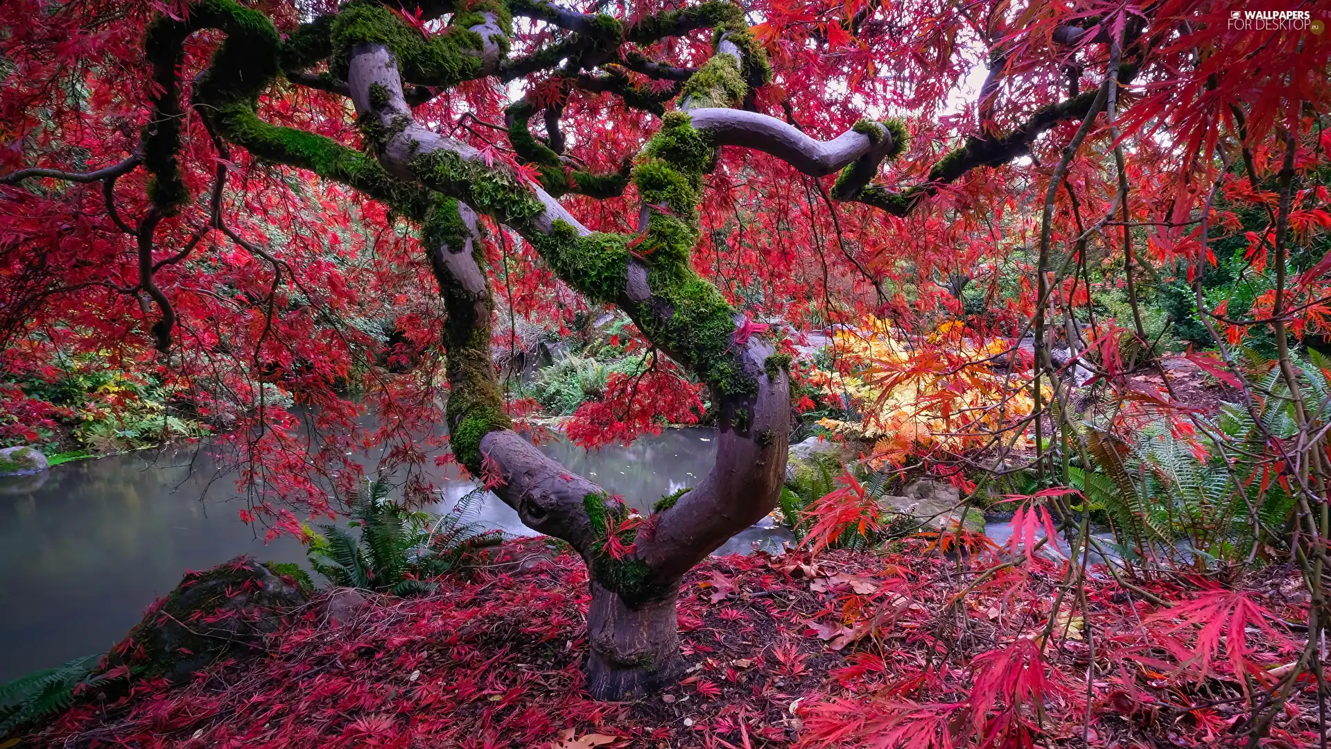 trees, mossy, branch pics, Japanese Maple