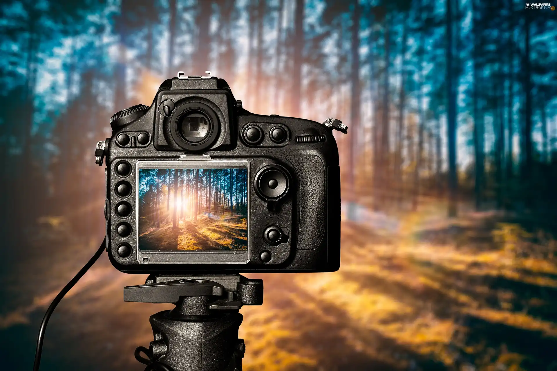 forest, Camera, picture, Sunrise