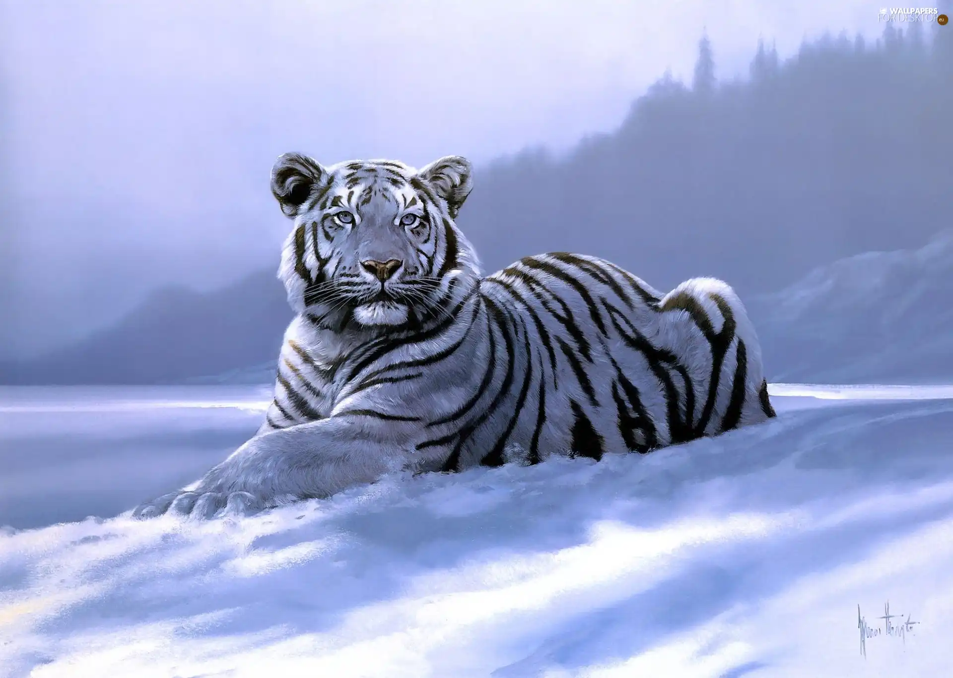 winter, tiger, picture, White