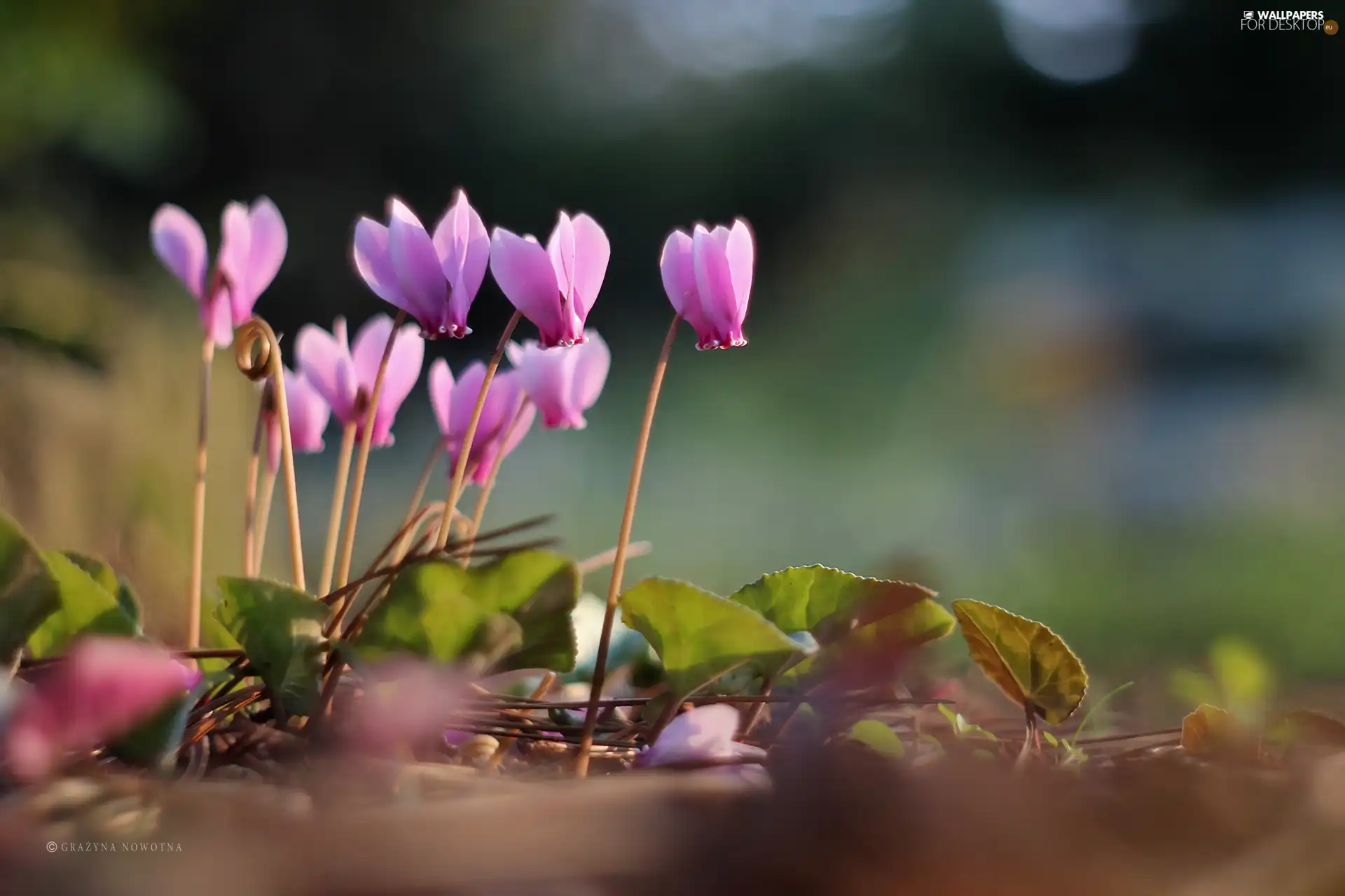 Flowers, Cyclamen, Pink