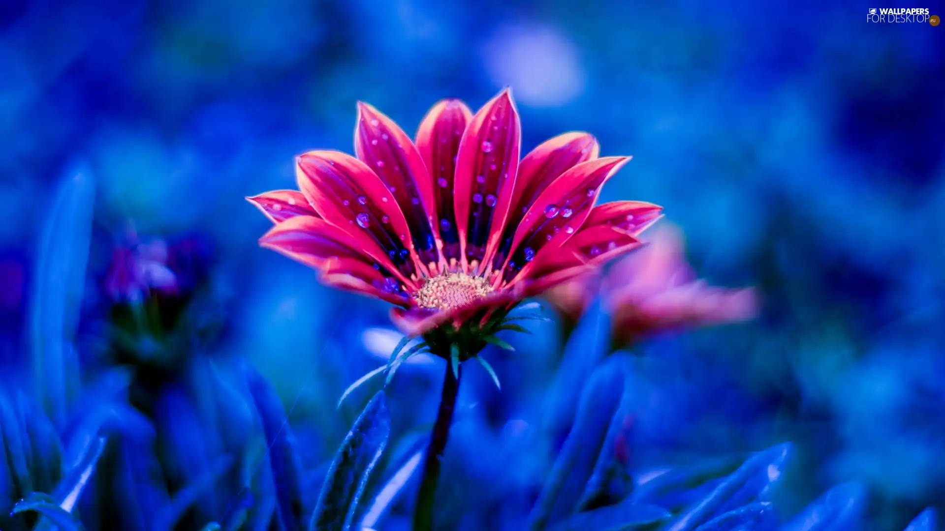 drops, blue background, Colourfull Flowers, African Daisy, Pink