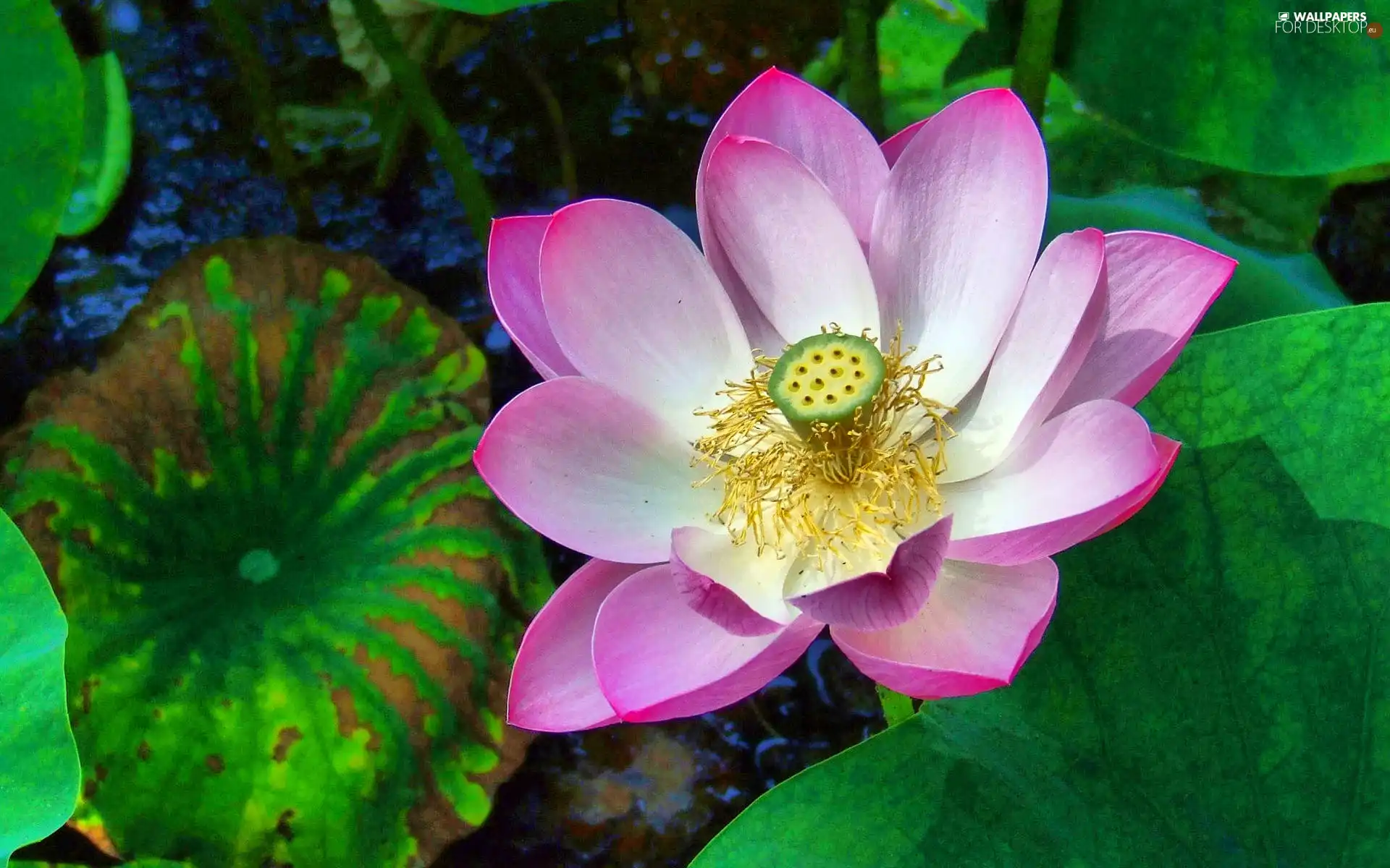 Colourfull Flowers, flakes, lotus, Pink