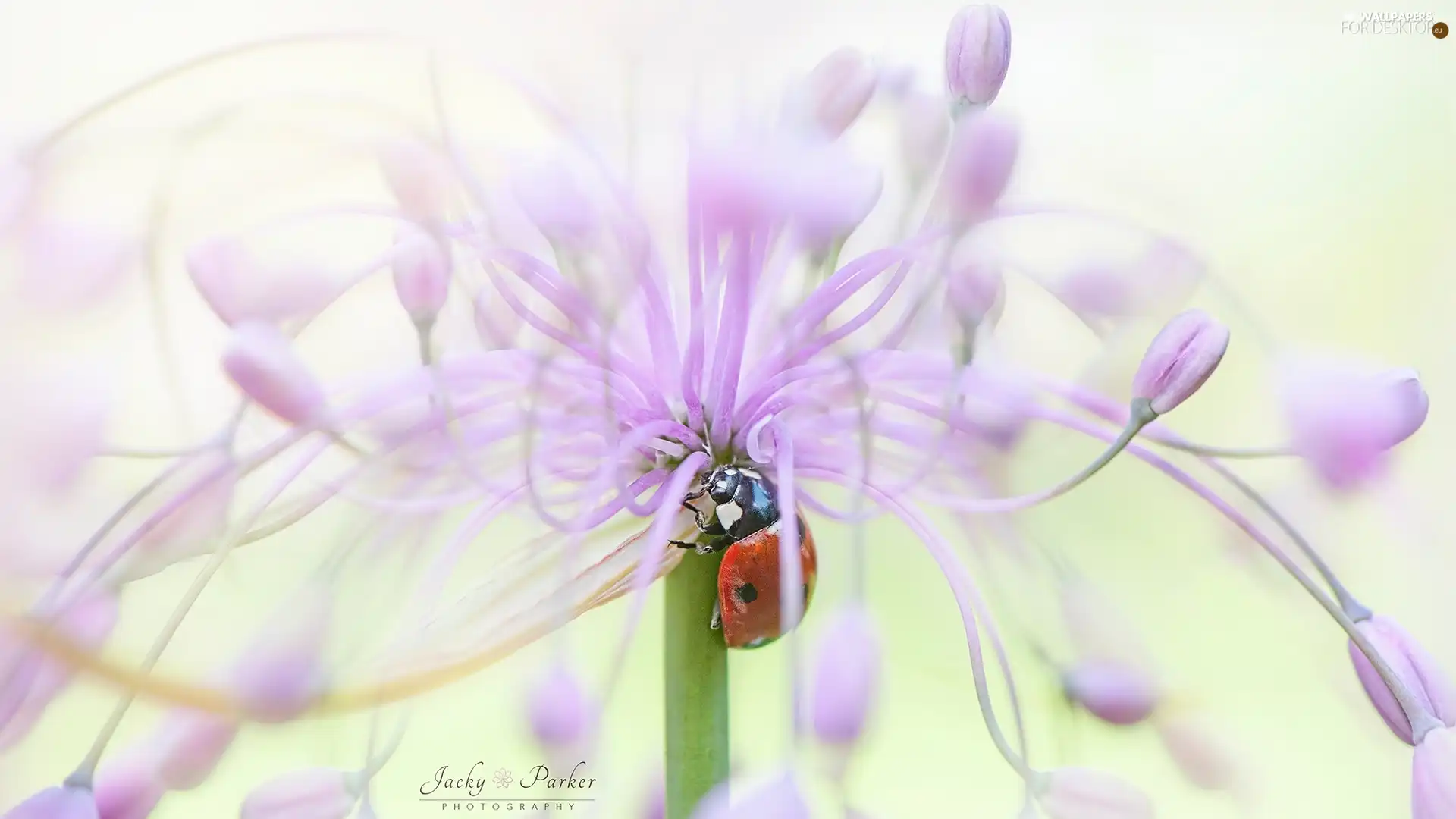 Close, Pink, Colourfull Flowers, ladybird