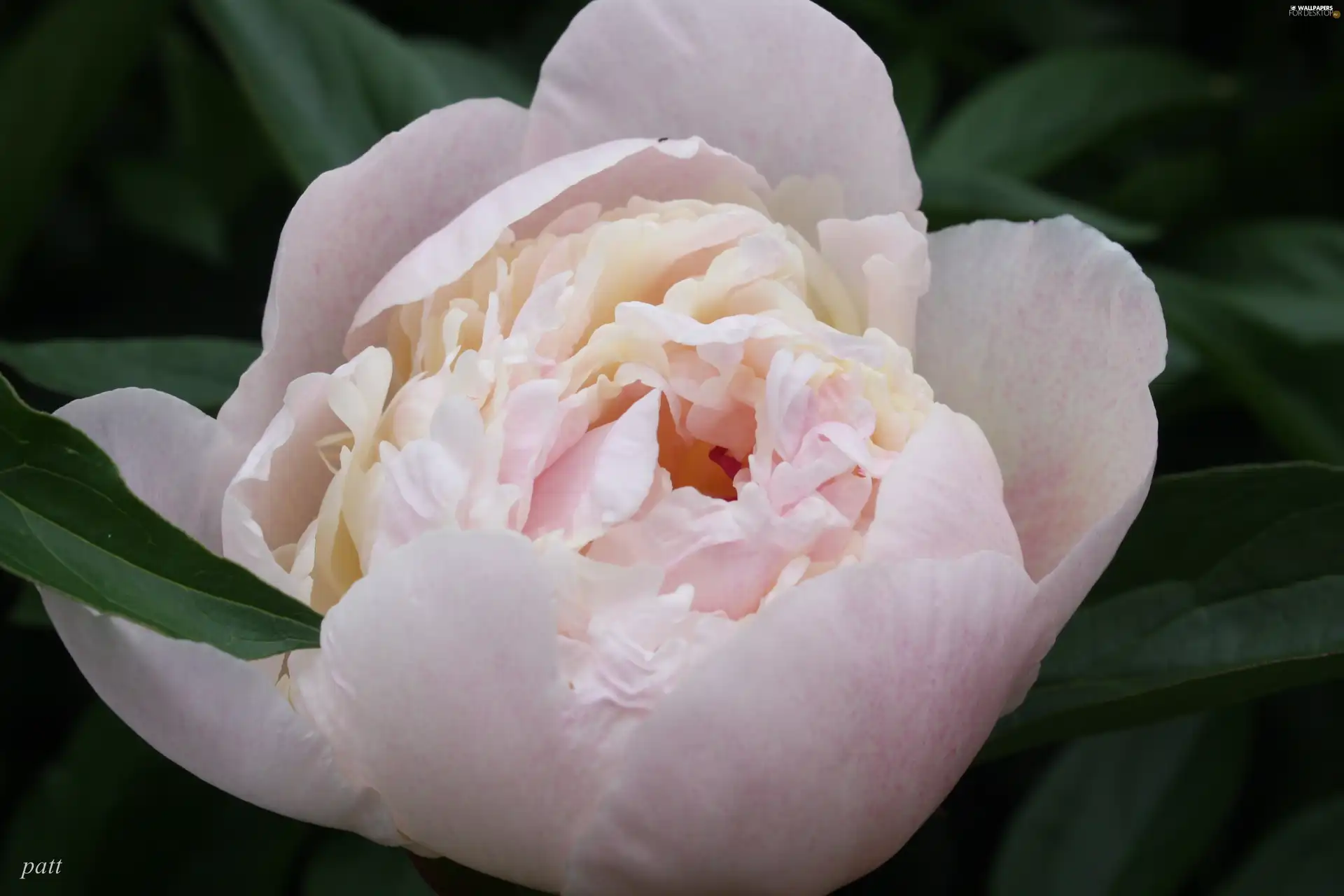 peony, Colourfull Flowers, Pink