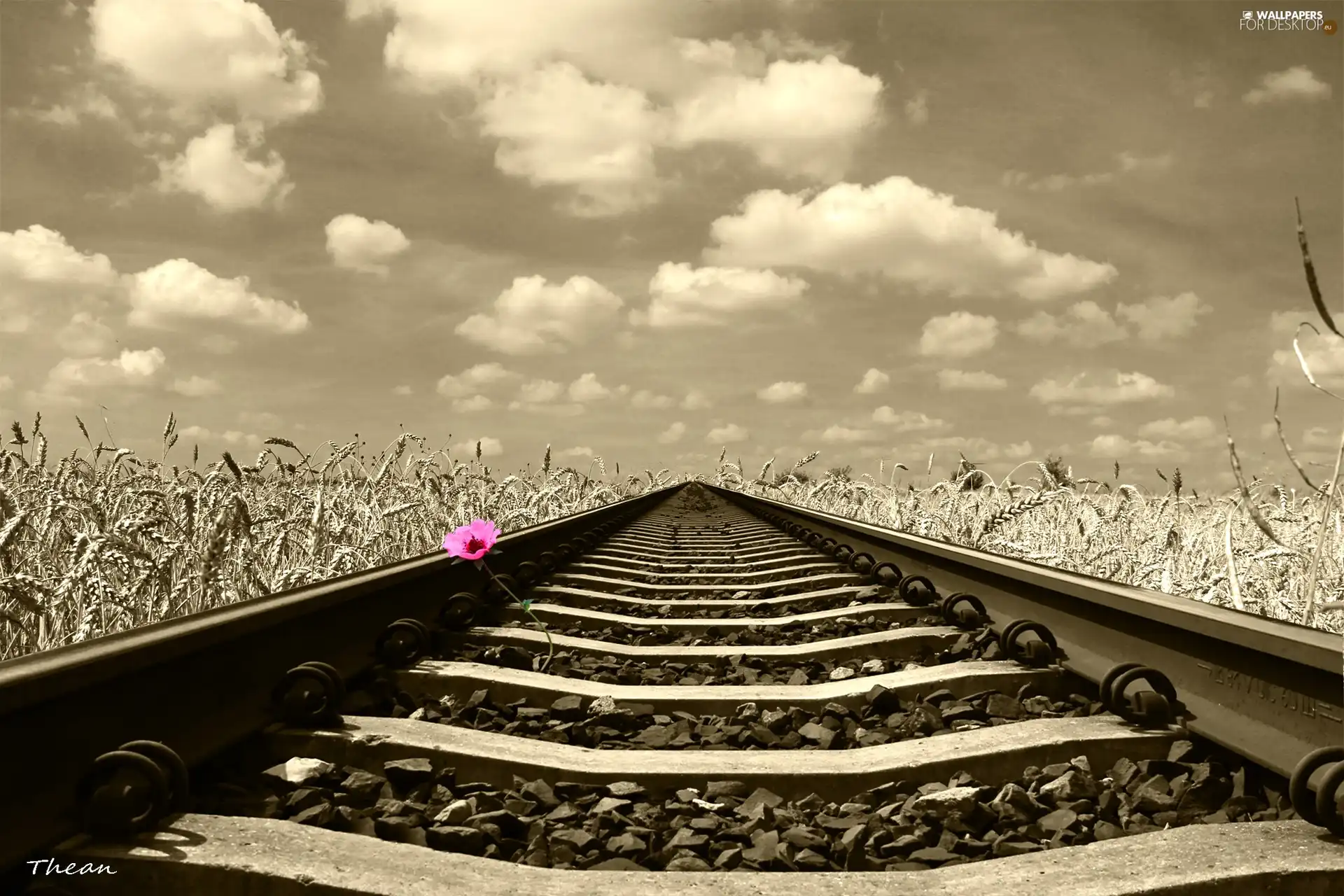 ##, Sky, Pink, Flower, railway, corn