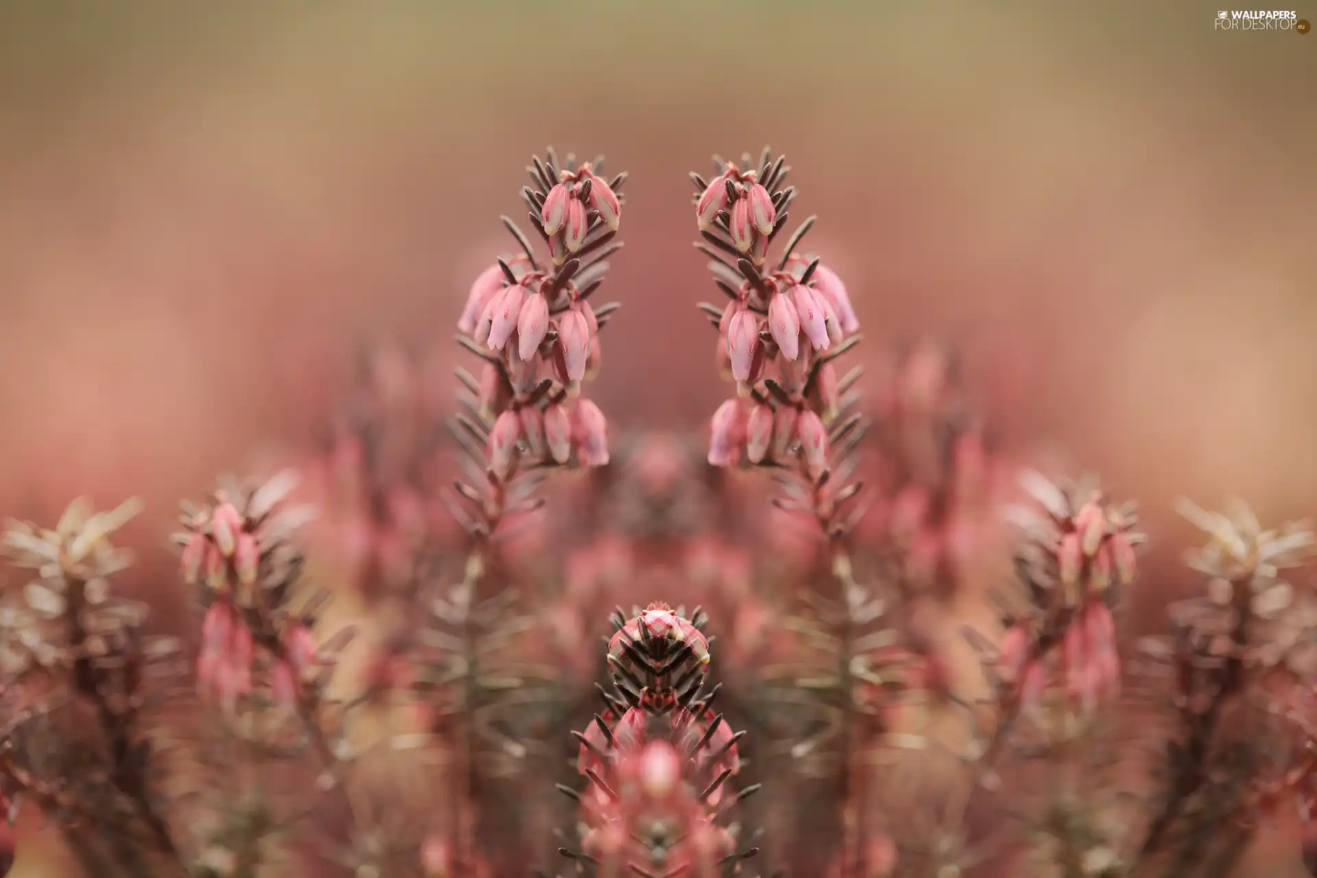 Pink, Briar, Flowers