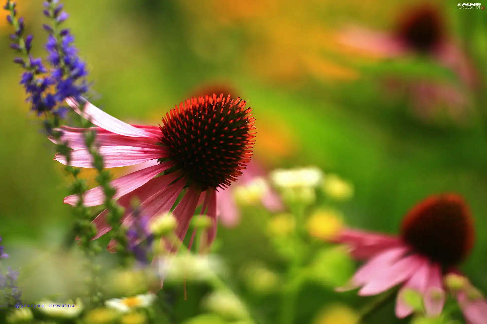 Colourfull Flowers, echinacea, Pink