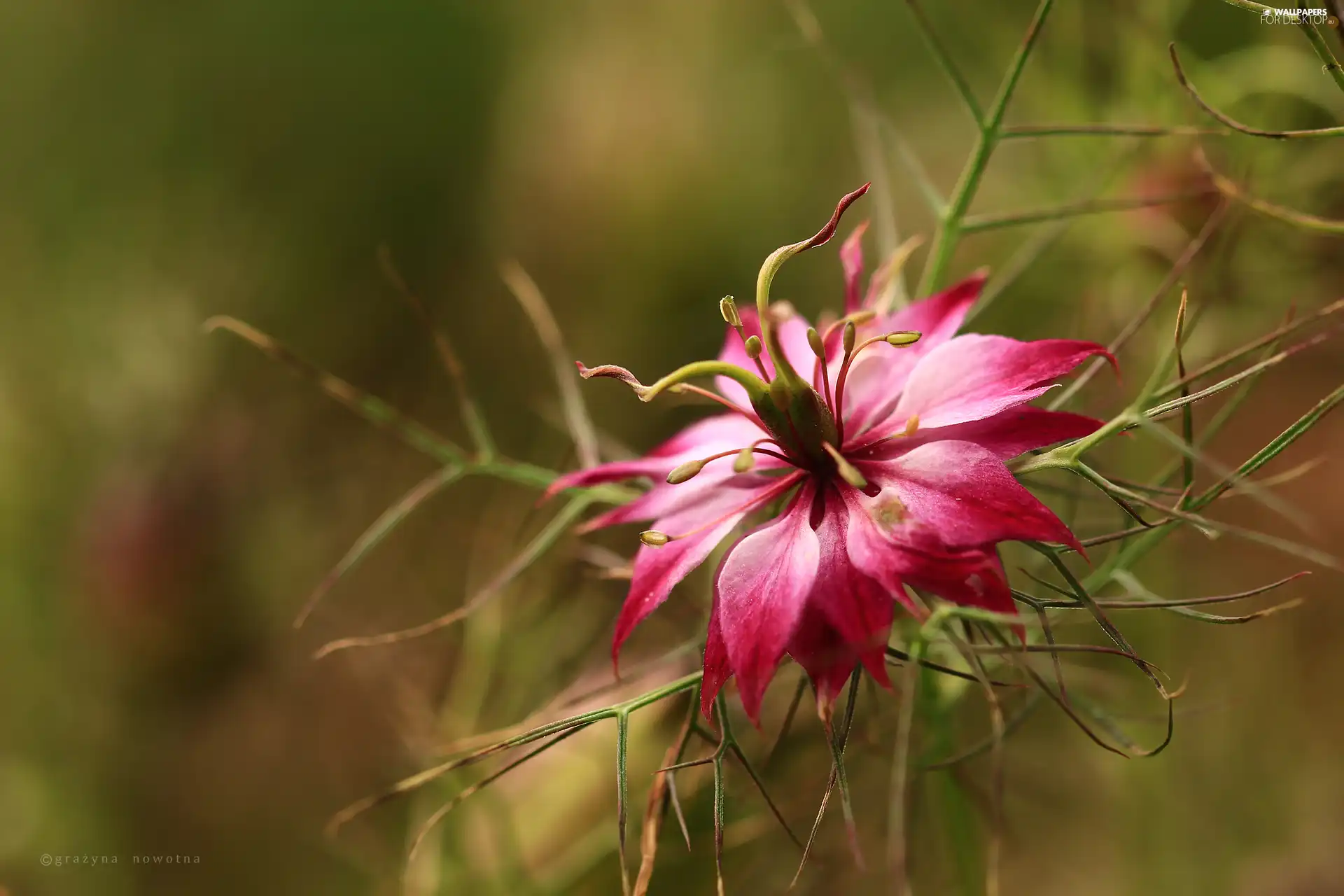 Colourfull Flowers, Nigella, Pink