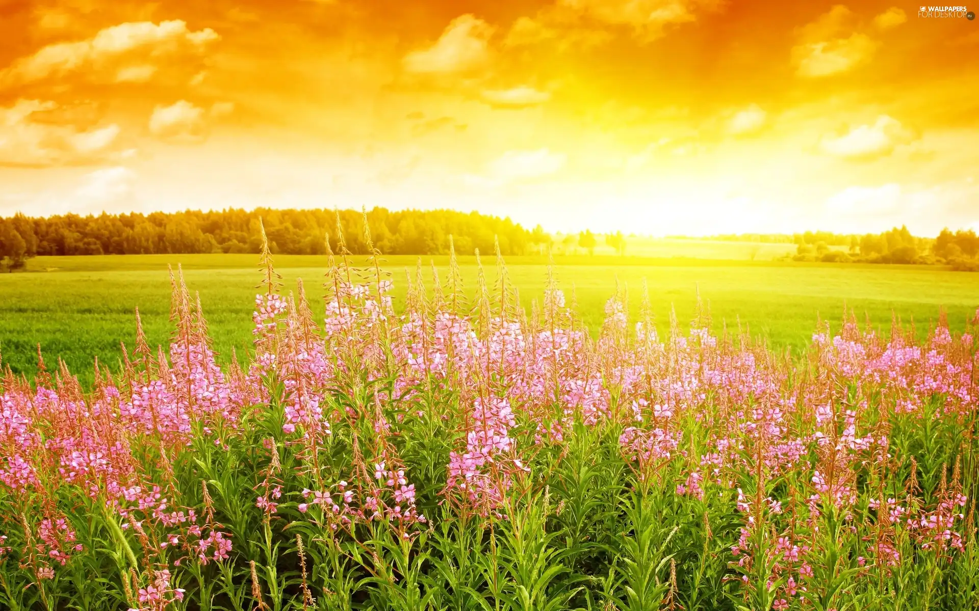 Pink, Flowers, sun, Meadow, west