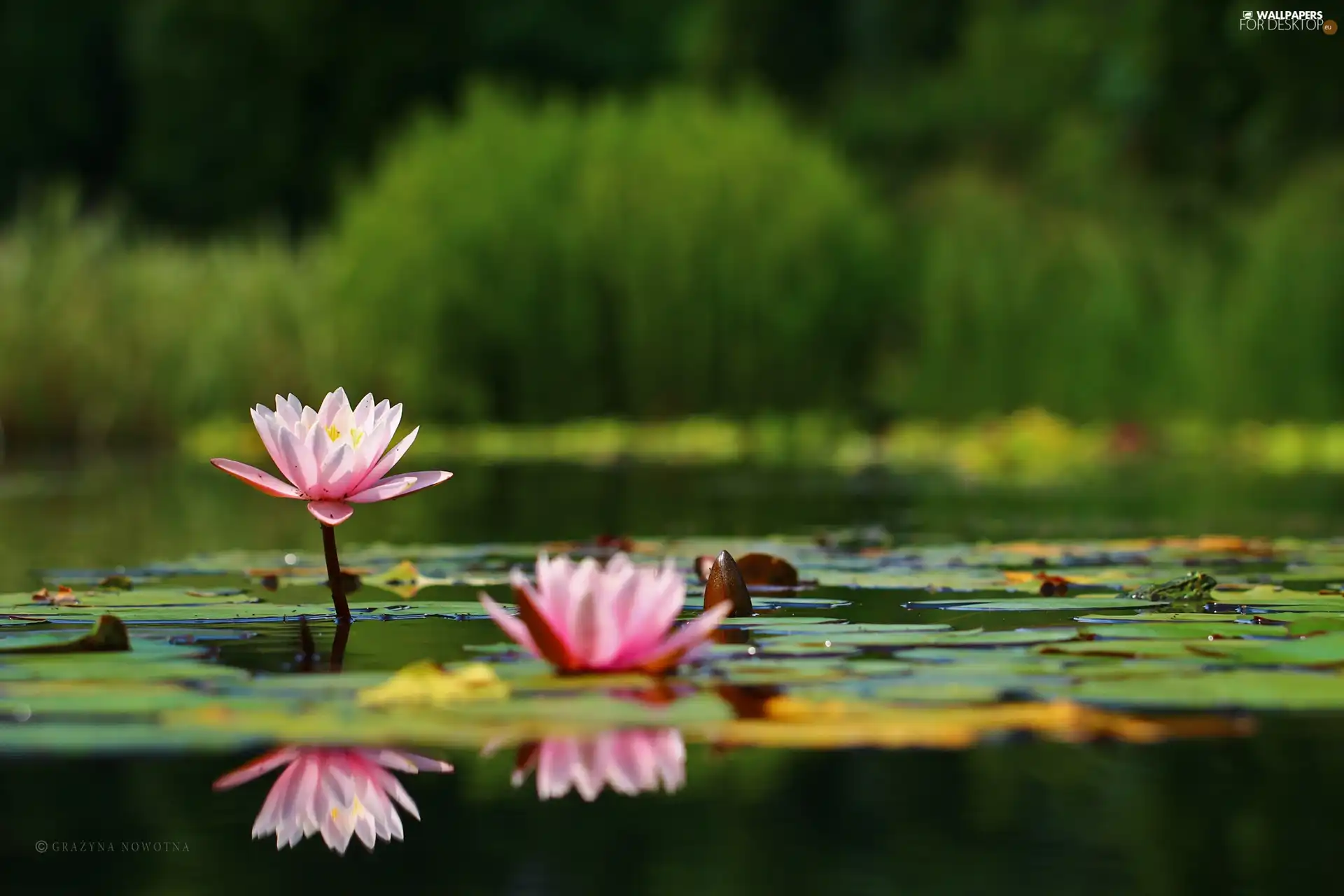 lilies, Nenufary, Pink, water